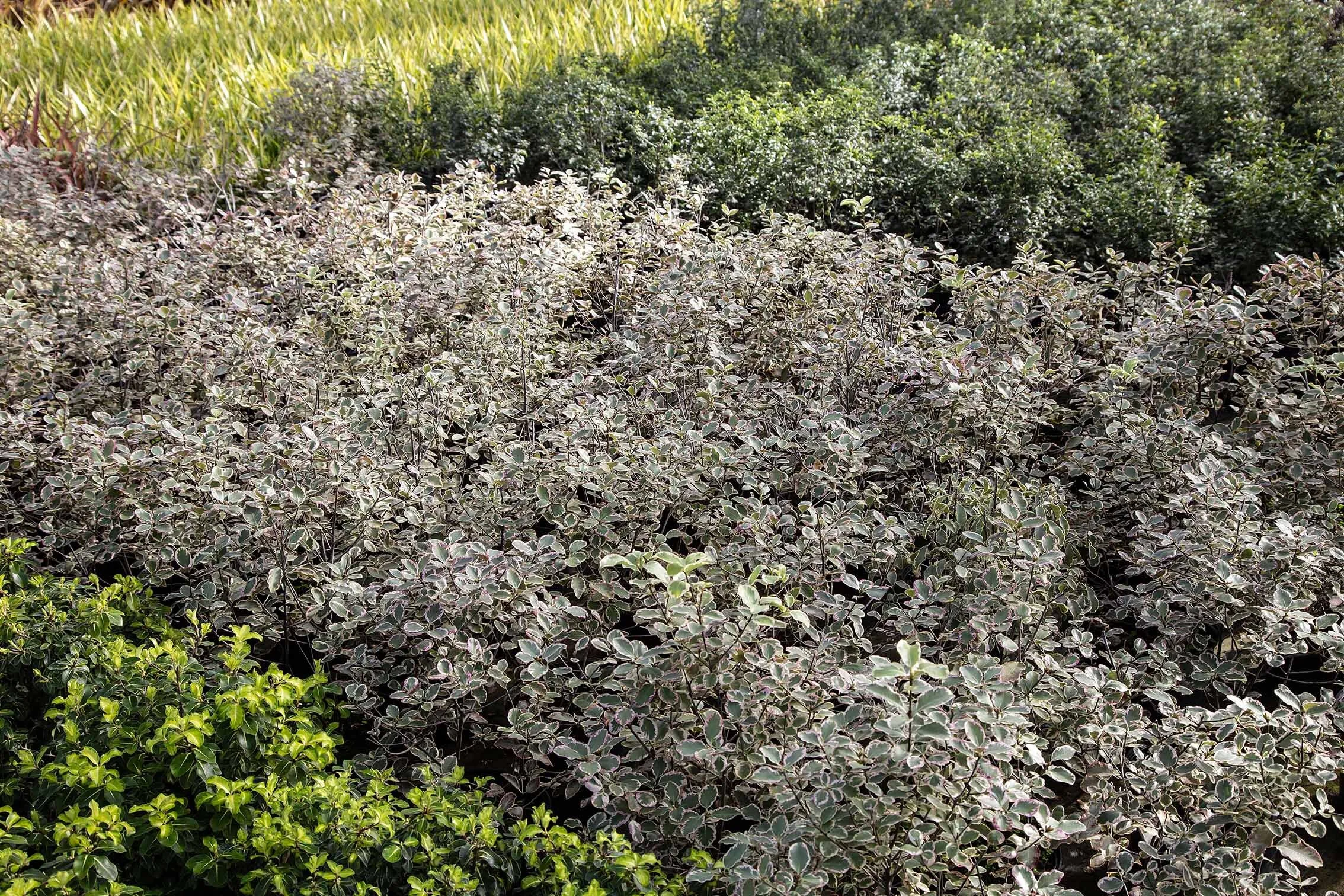 North_Farm_52.jpg
