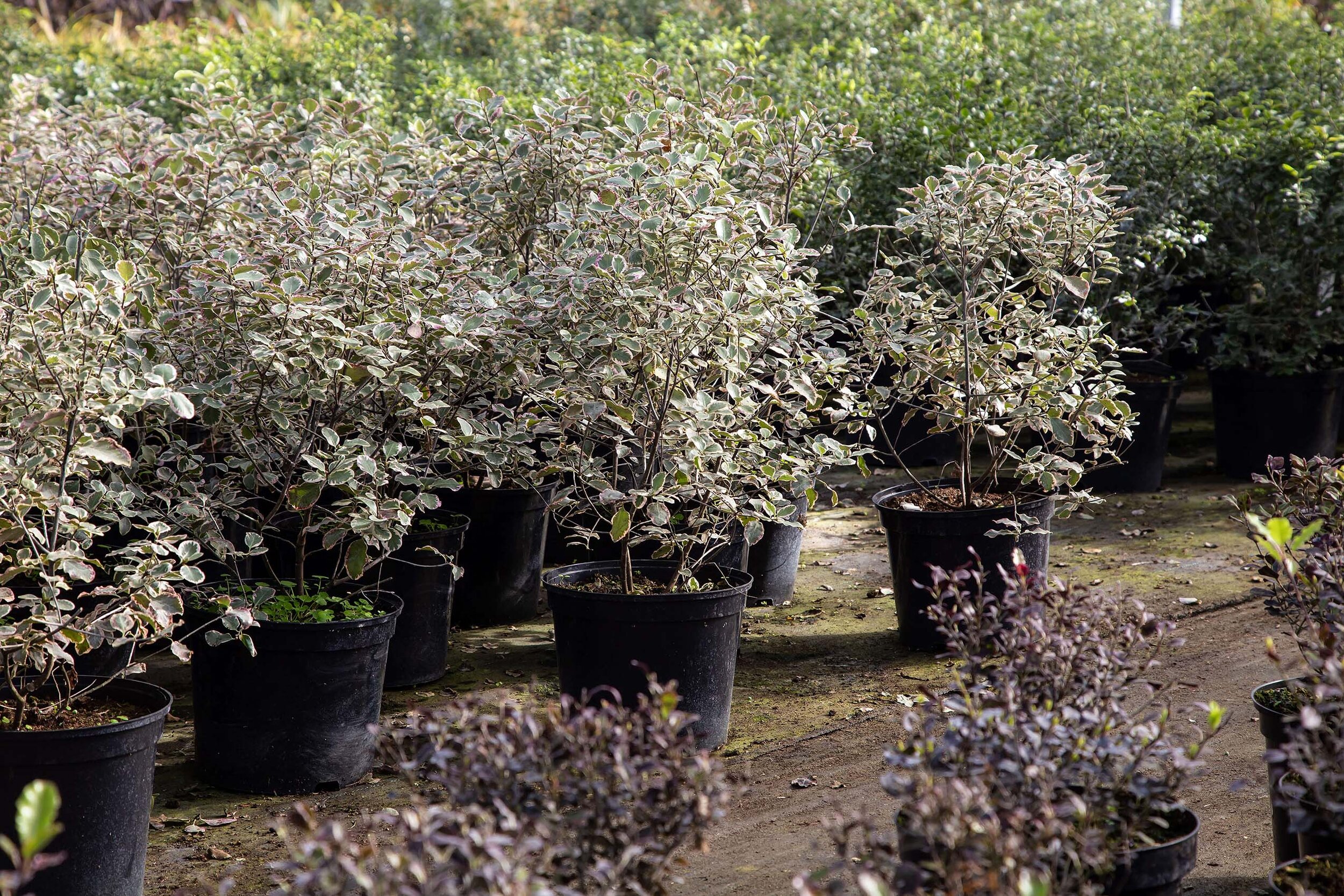 North_Farm_53.jpg