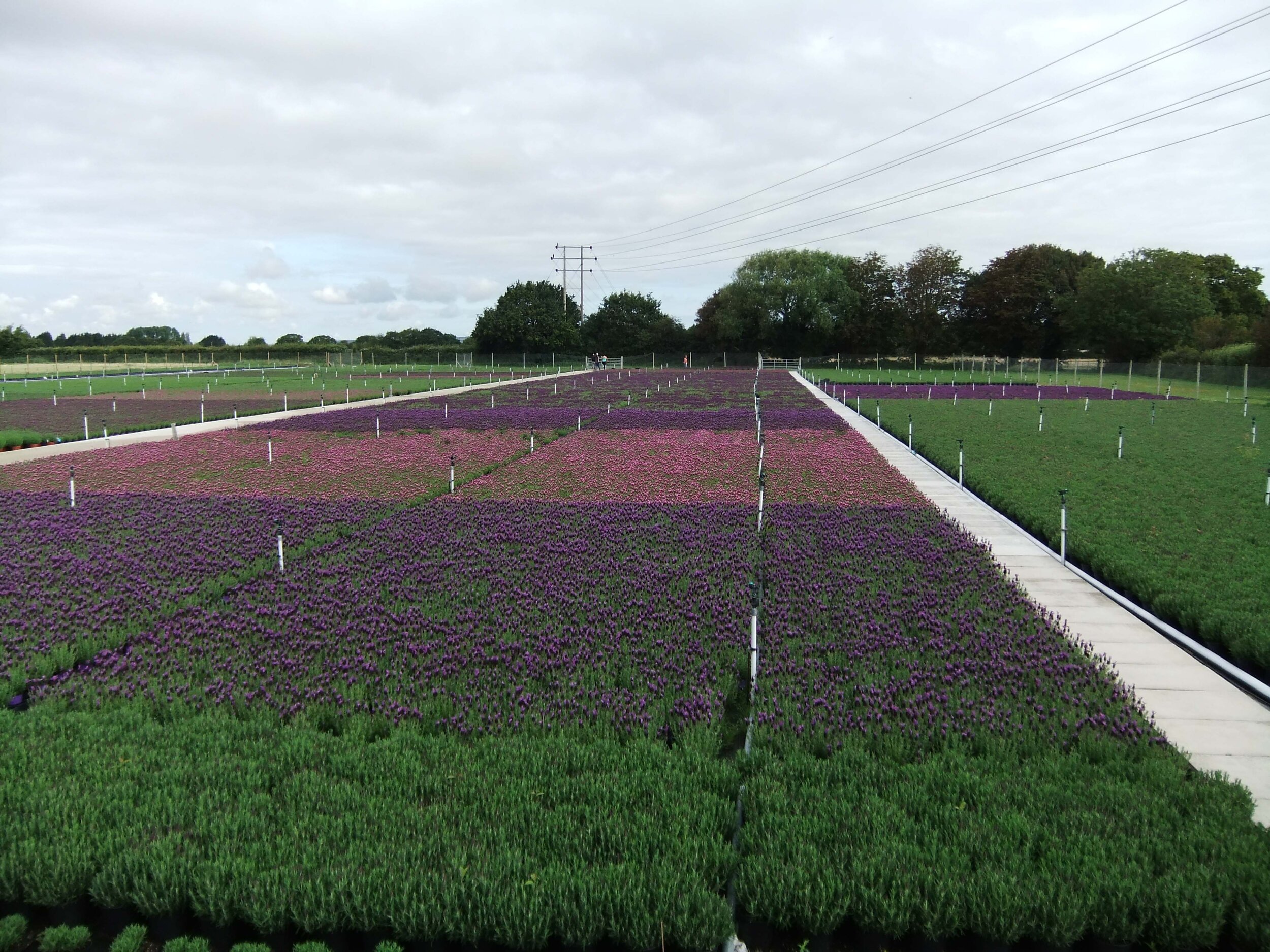 northfarm_lavender.jpg
