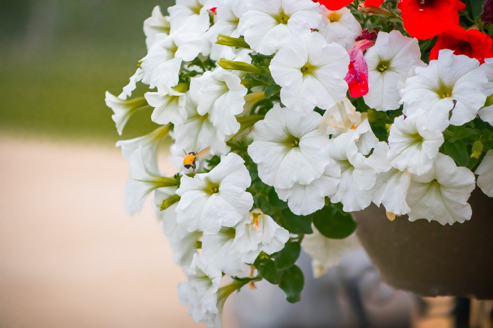 Close-up of white and red petunias with a bee flying nearby Woodlands Manitoba.