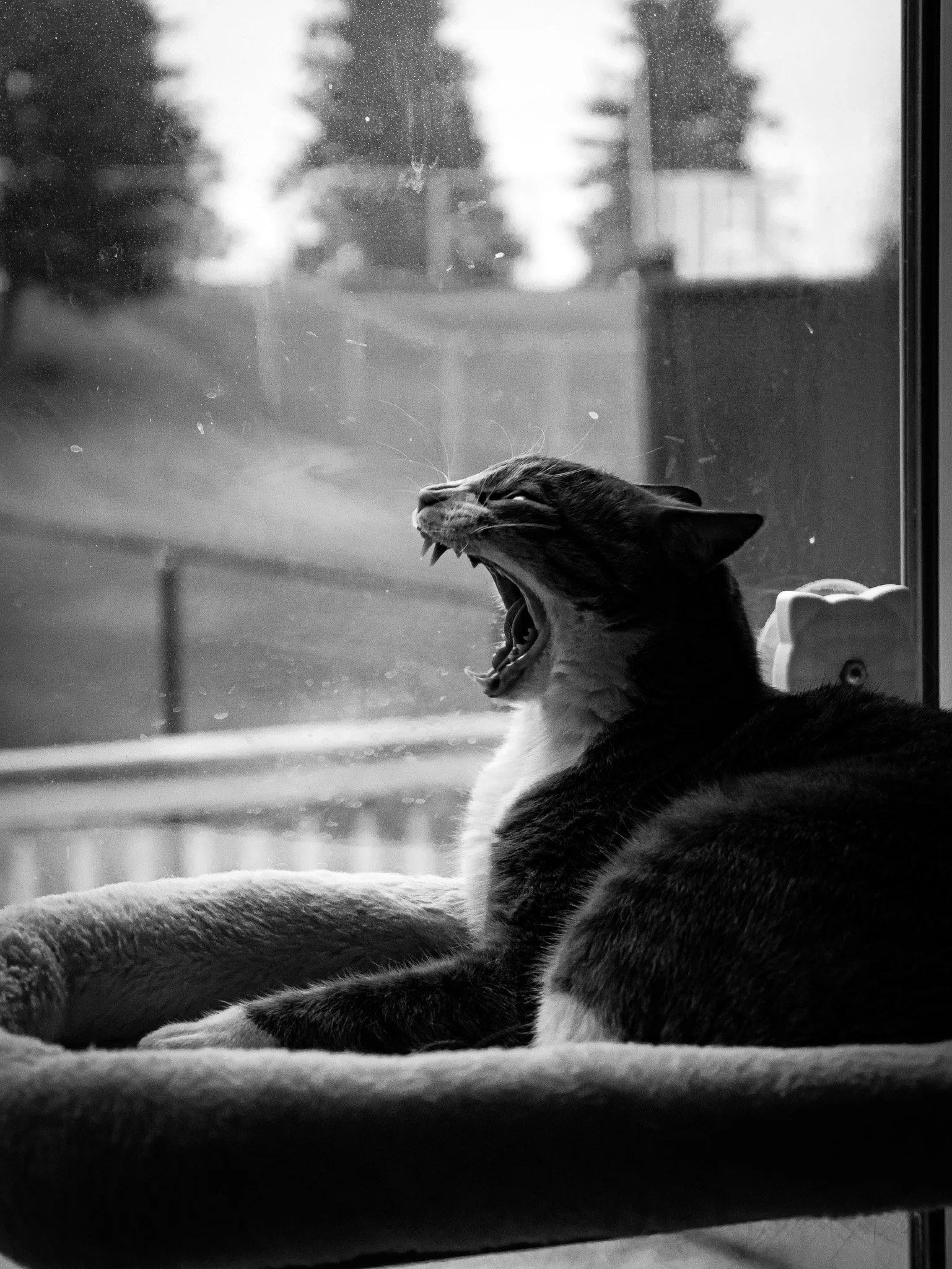 A black and white photo of a cat lying on its side, yawning with its mouth wide open, while sitting next to a window. The outside scene shows trees and a house in the background.