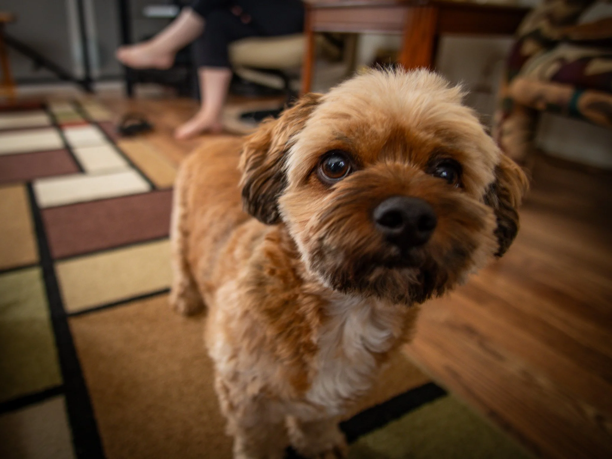A close-up of a small, fluffy brown dog with big, dark eyes looking directly at the camera. In the background, a person's legs and feet are visible, sitting on a chair at a wooden dining table in a room with a colorful tiled floor.