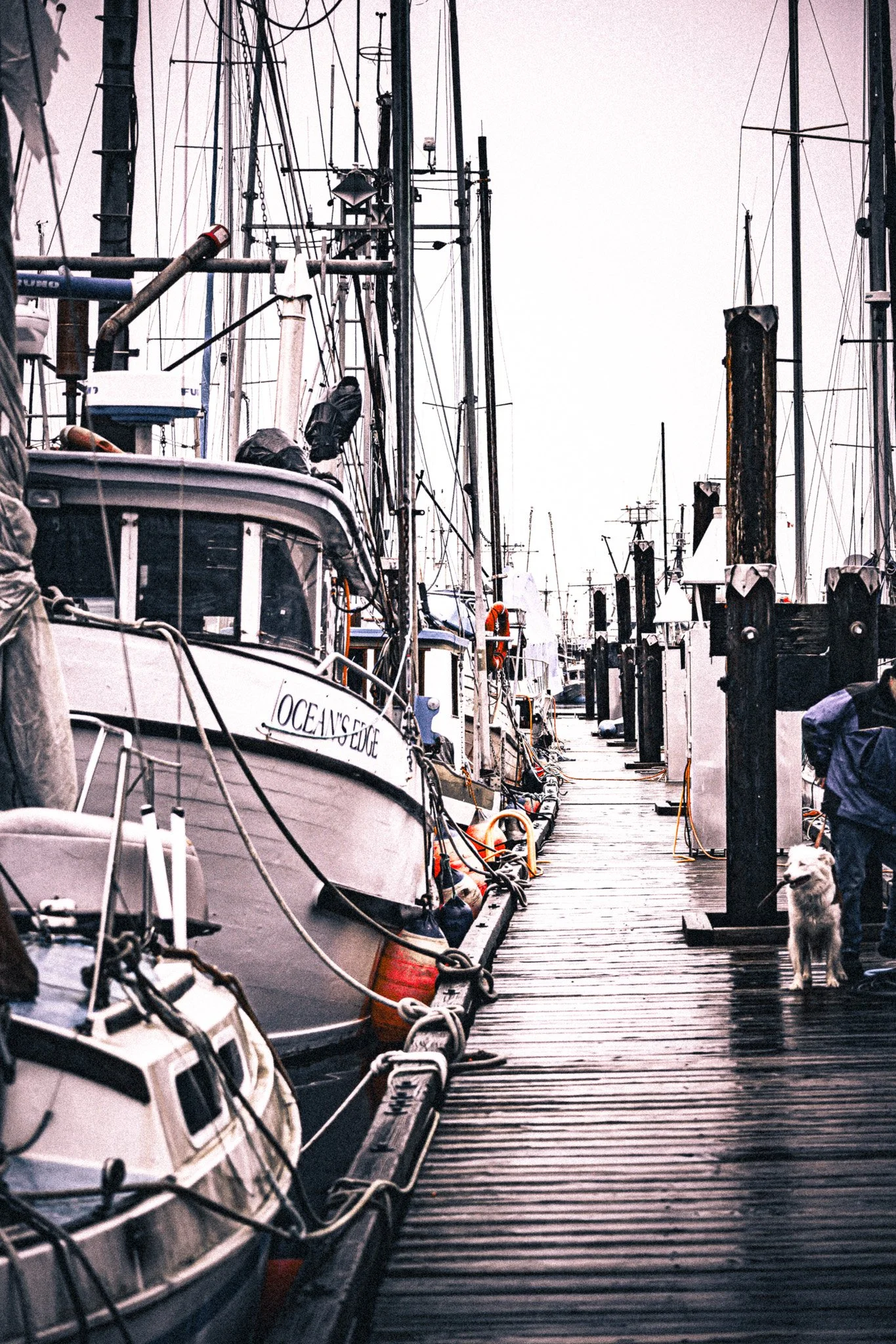 A marina with several boats docked along a wooden pier. The boats vary in size, and some have visible names, such as 'OCEANS EDGE.' There are power lines and rigging overhead, and a person with a dog walking on the pier Campbell BC Vancouver Island.