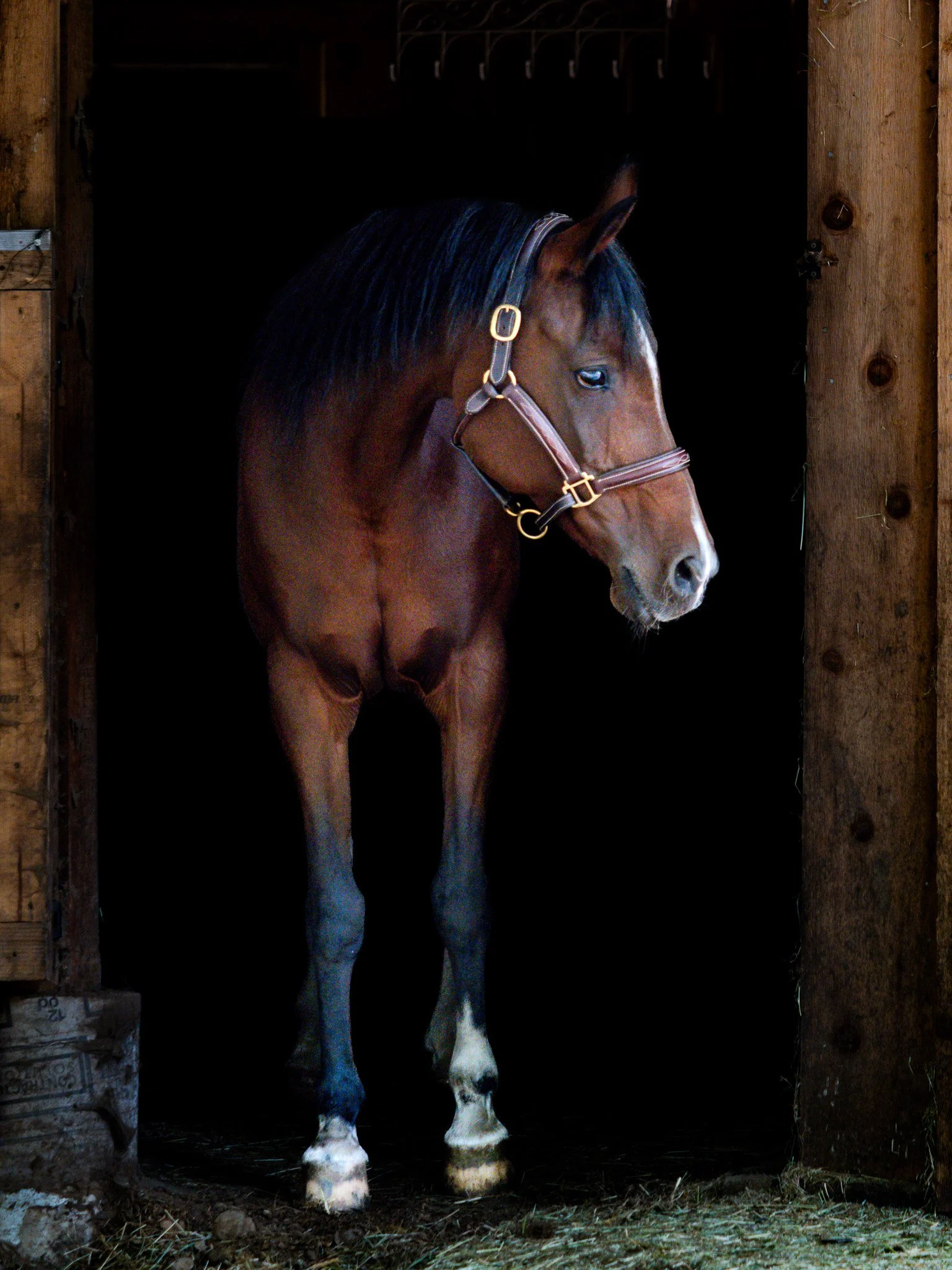 A brown horse with a white blaze on its face standing in a dark horse stall, with wooden walls and hay on the ground Vancouver Island British Columbia