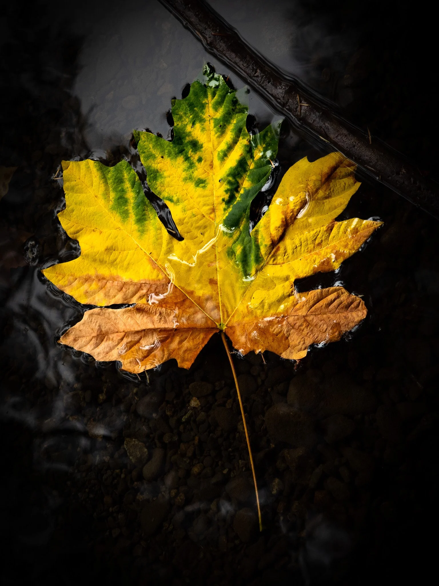 A multicolored autumn leaf floating on dark water at Bright Angel Park in Cowichan Valley British Columbia Vancouver Island