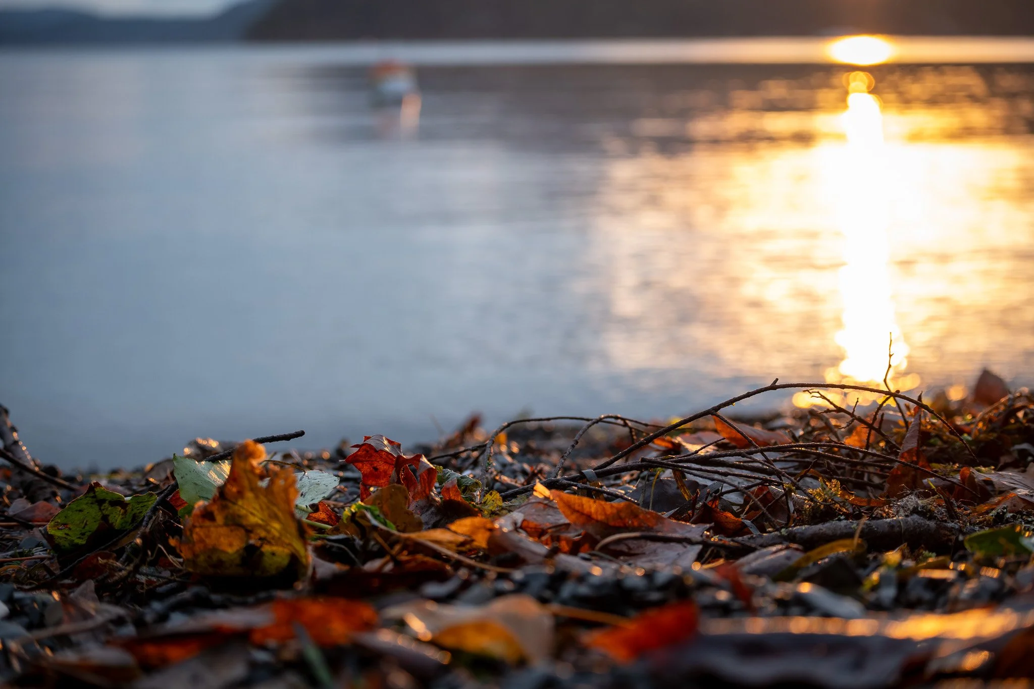 Close-up of autumn leaves on the ground near a body of water at sunset, with trees reflecting on the water's surface in the background Maple Bay BC Vancouver Island.