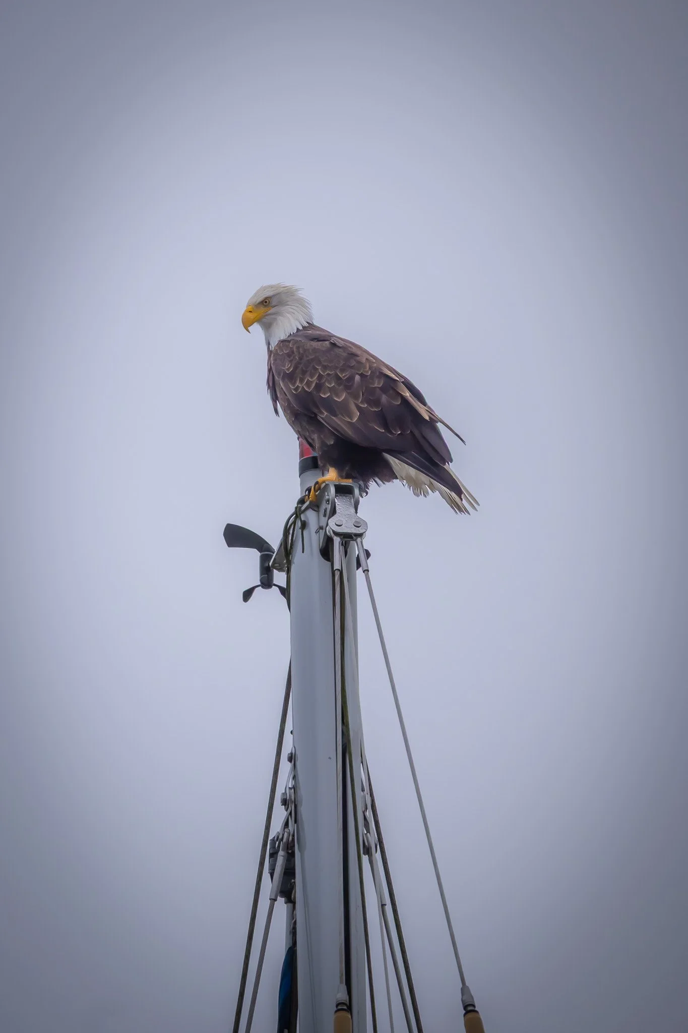 Sailboat mast with a perched bald eagle against a gray sky Campbell River BC Vancouver Island.
