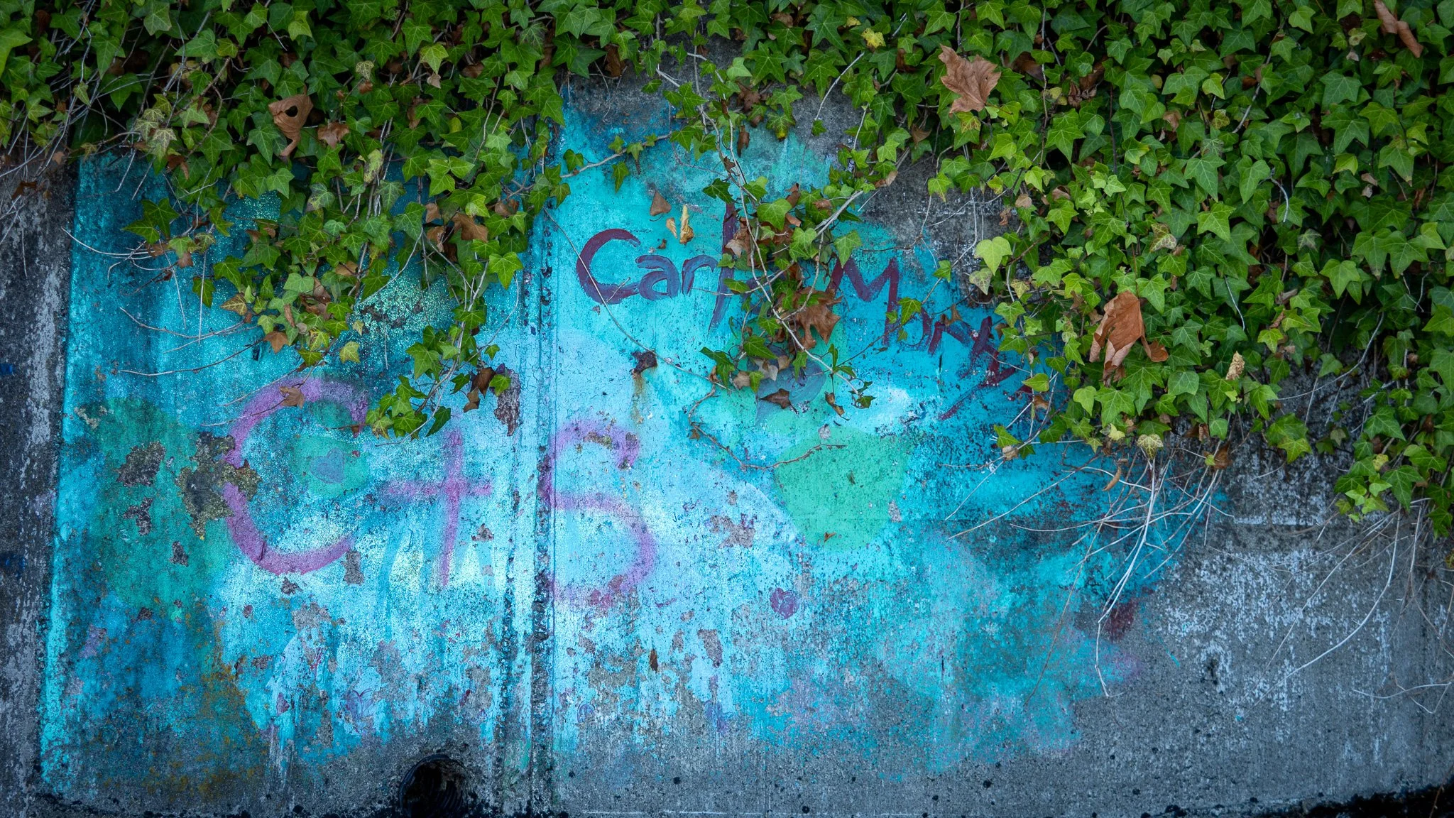 Vines cover a graffiti-painted wall that has the word 'Calm' written on it, with a mix of green and brown leaves, taken in Chemainus