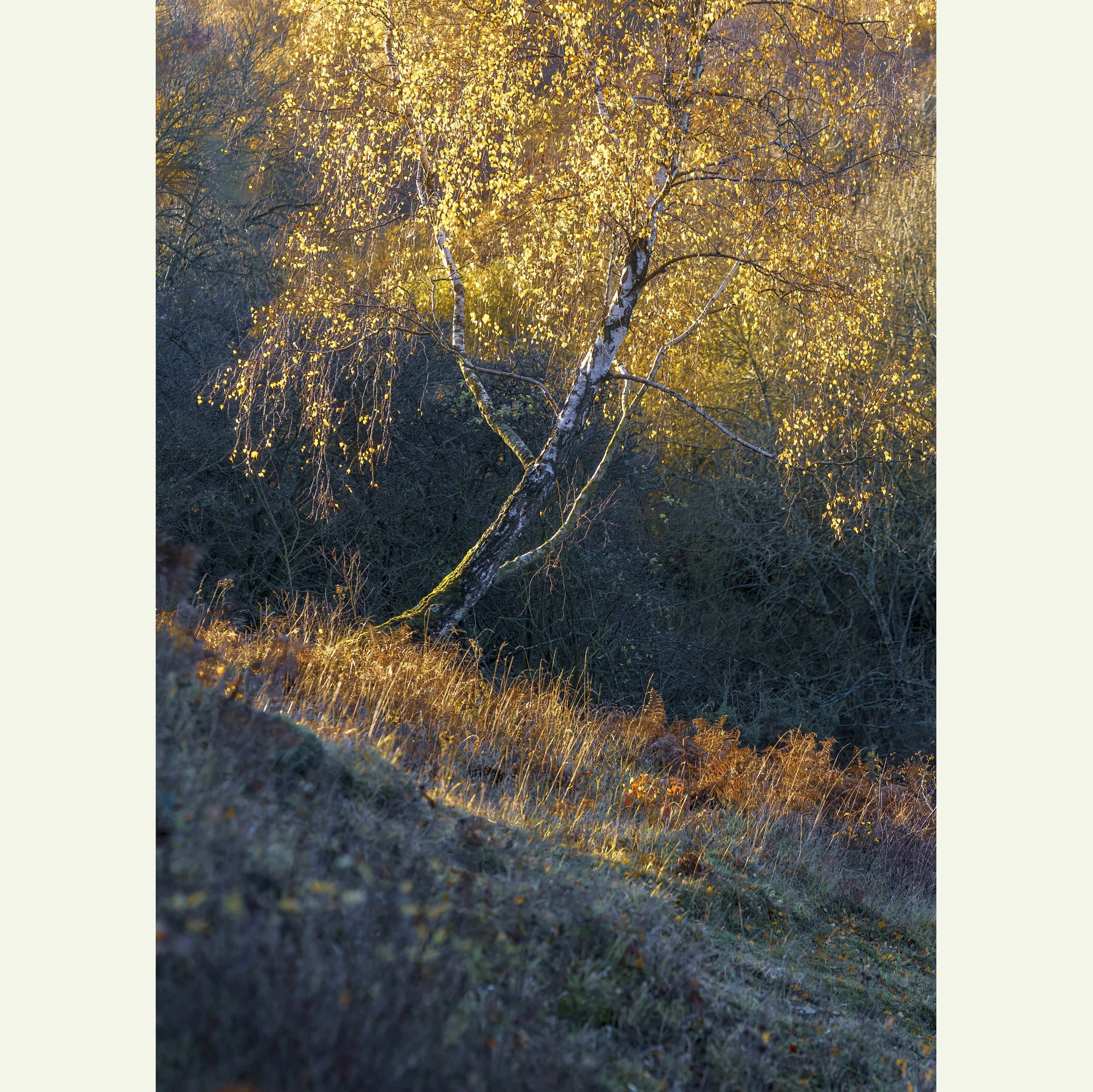 Iridescence_DSC1214-Edit-2.jpg