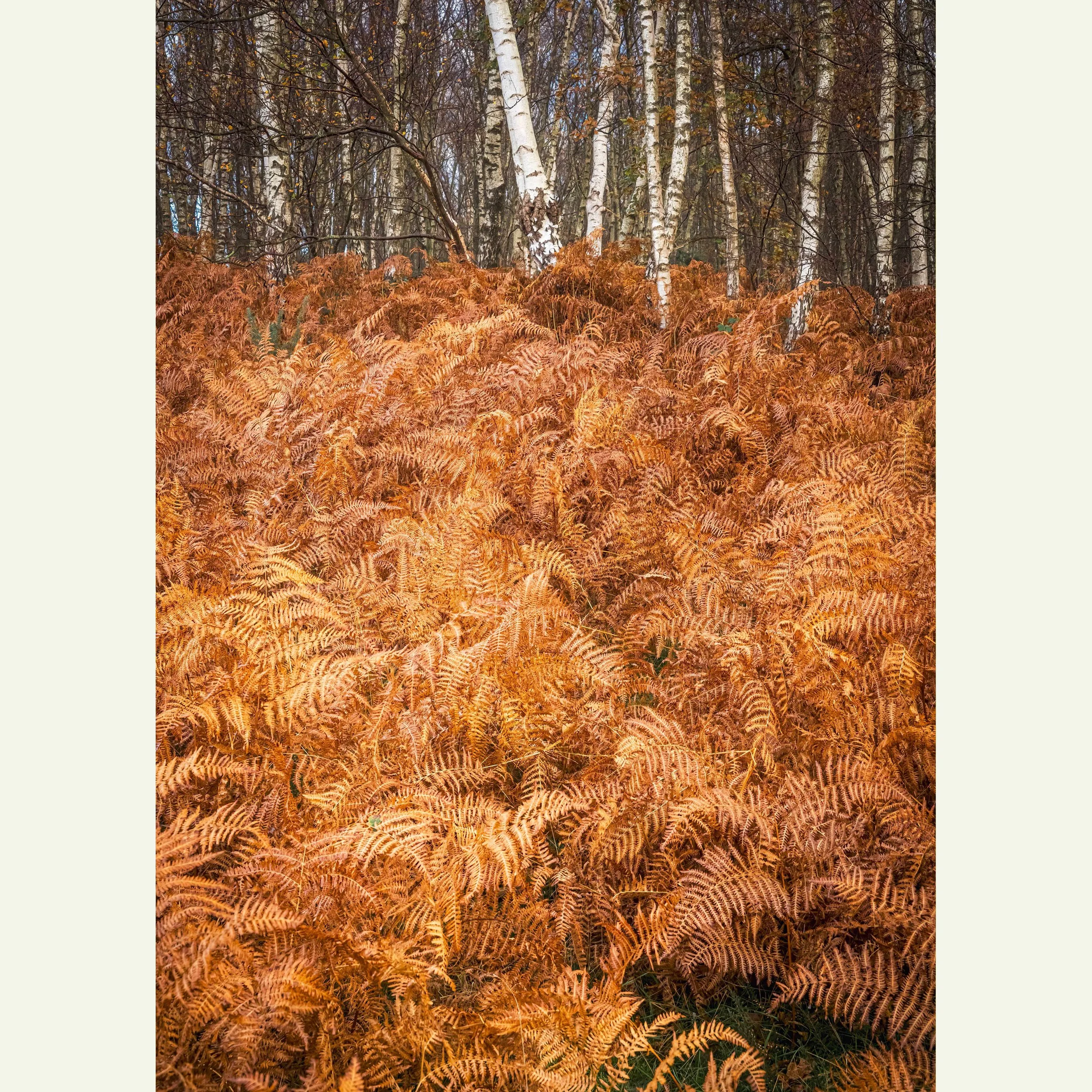 Golden-Brown_DSC3065-Edit.jpg