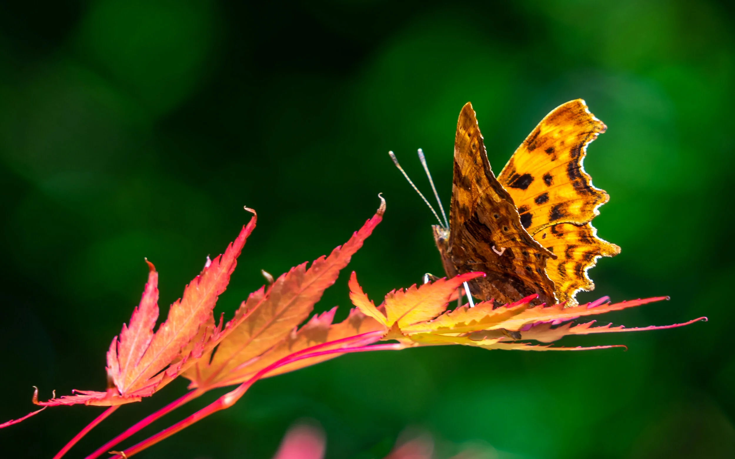 Comma Butterfly