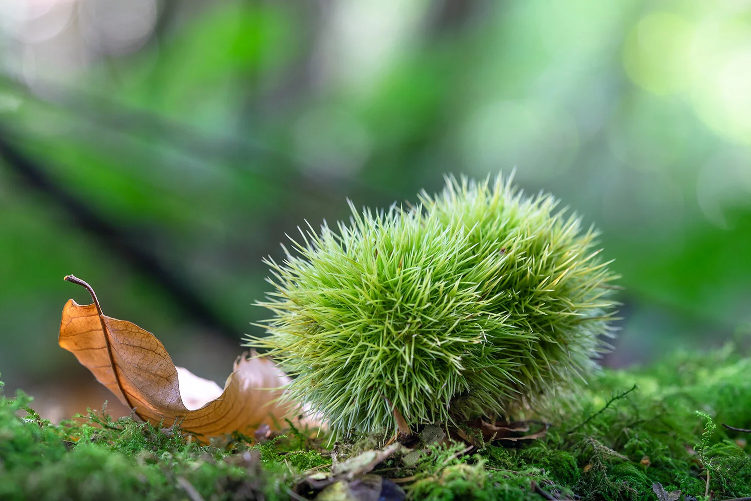 Fallen Chestnuts