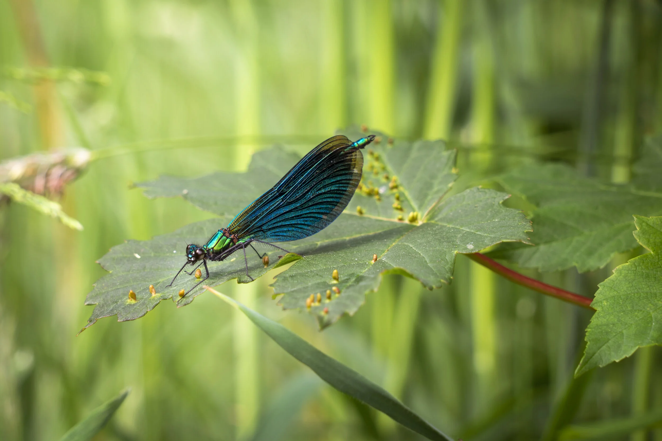 Damselfly