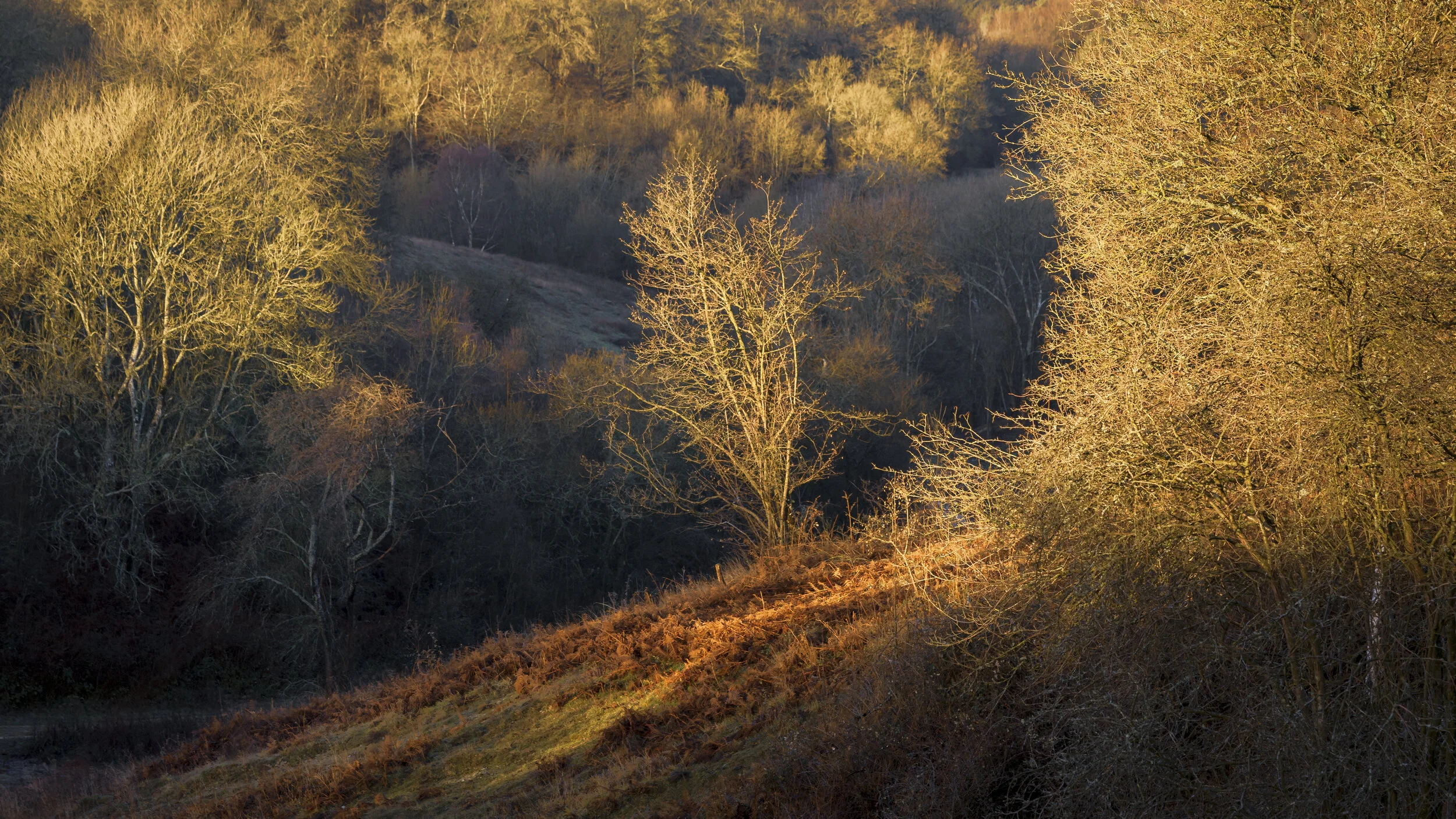 Autumn Colour, Headley Heath