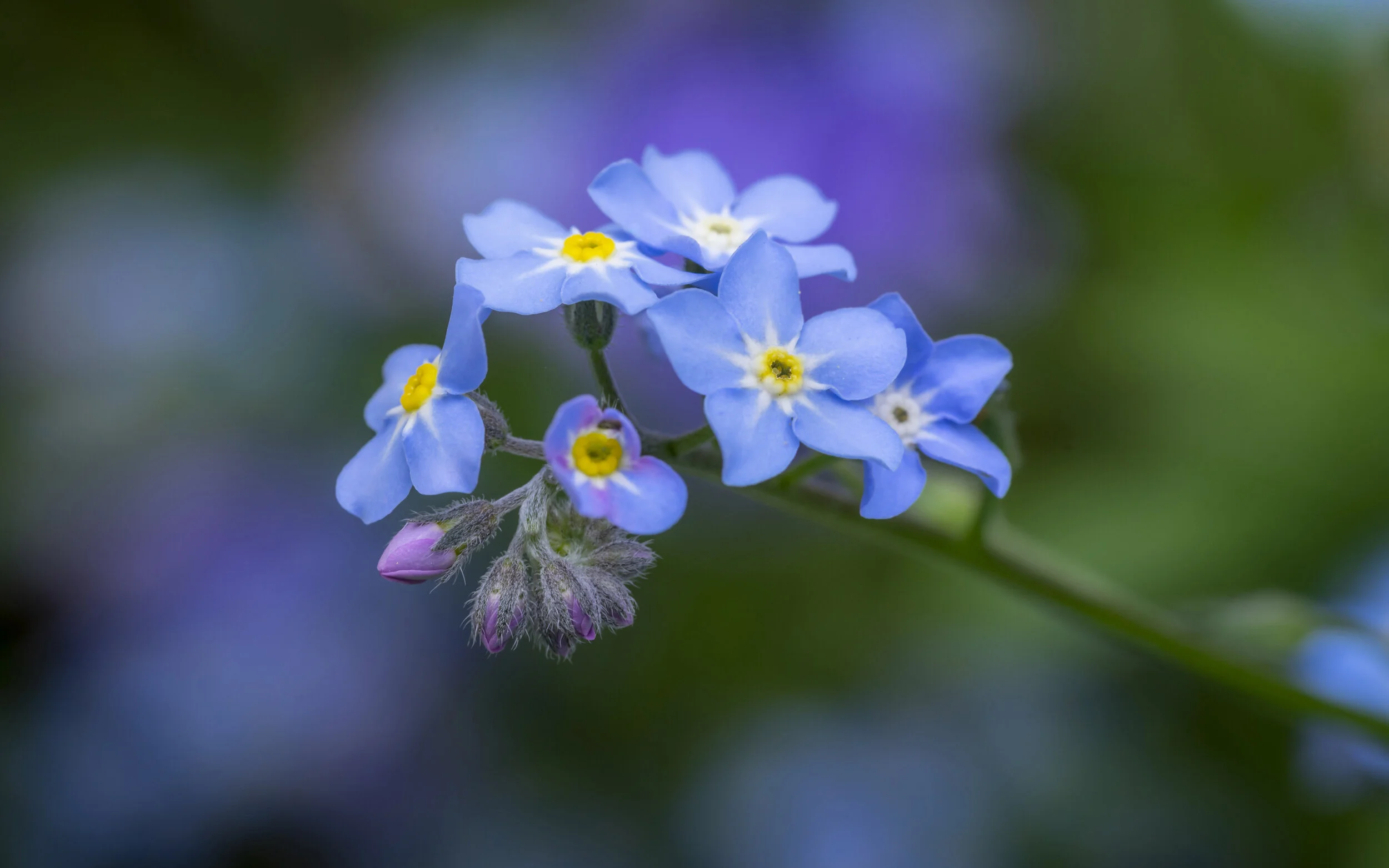 Forget-me-Not