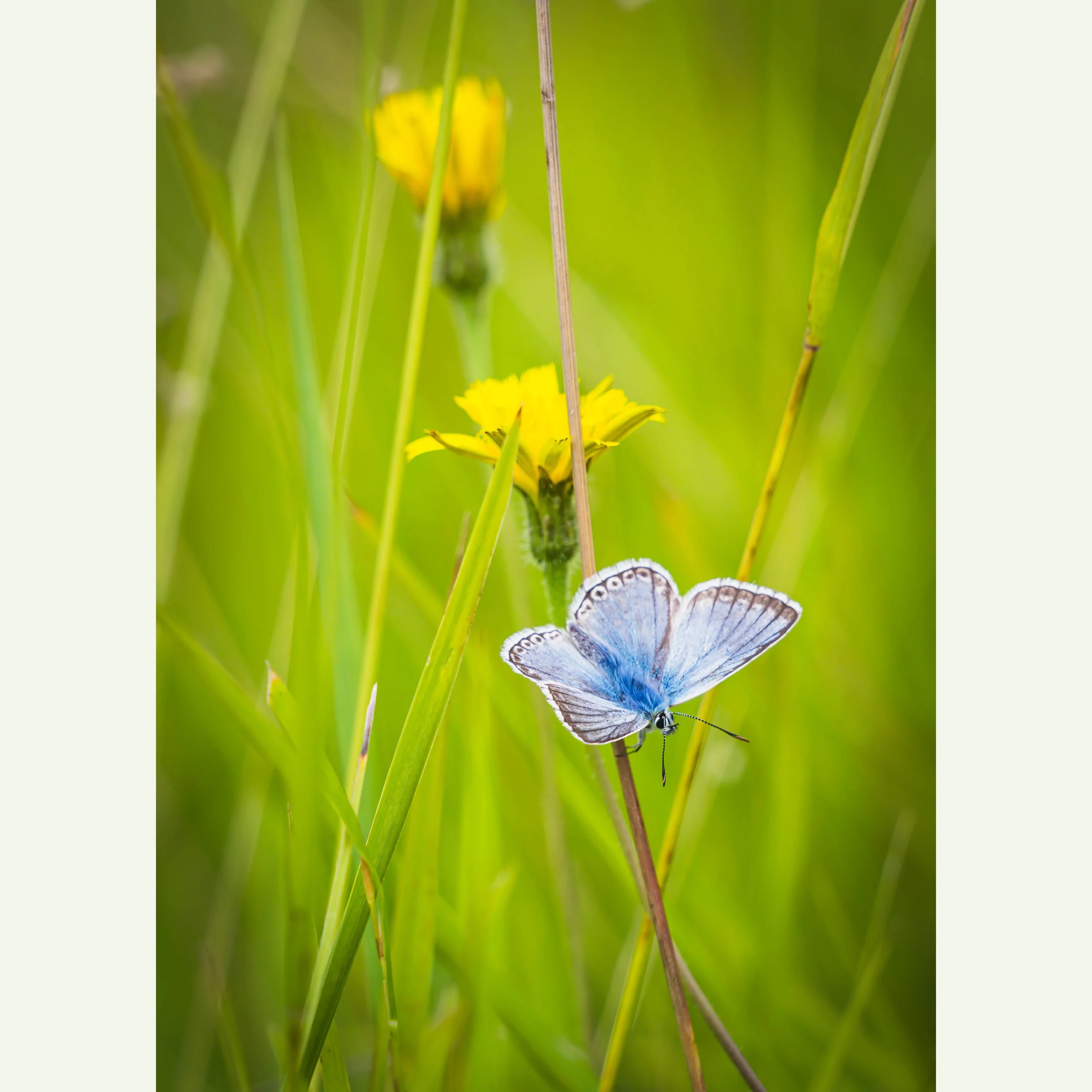 Blue and Green