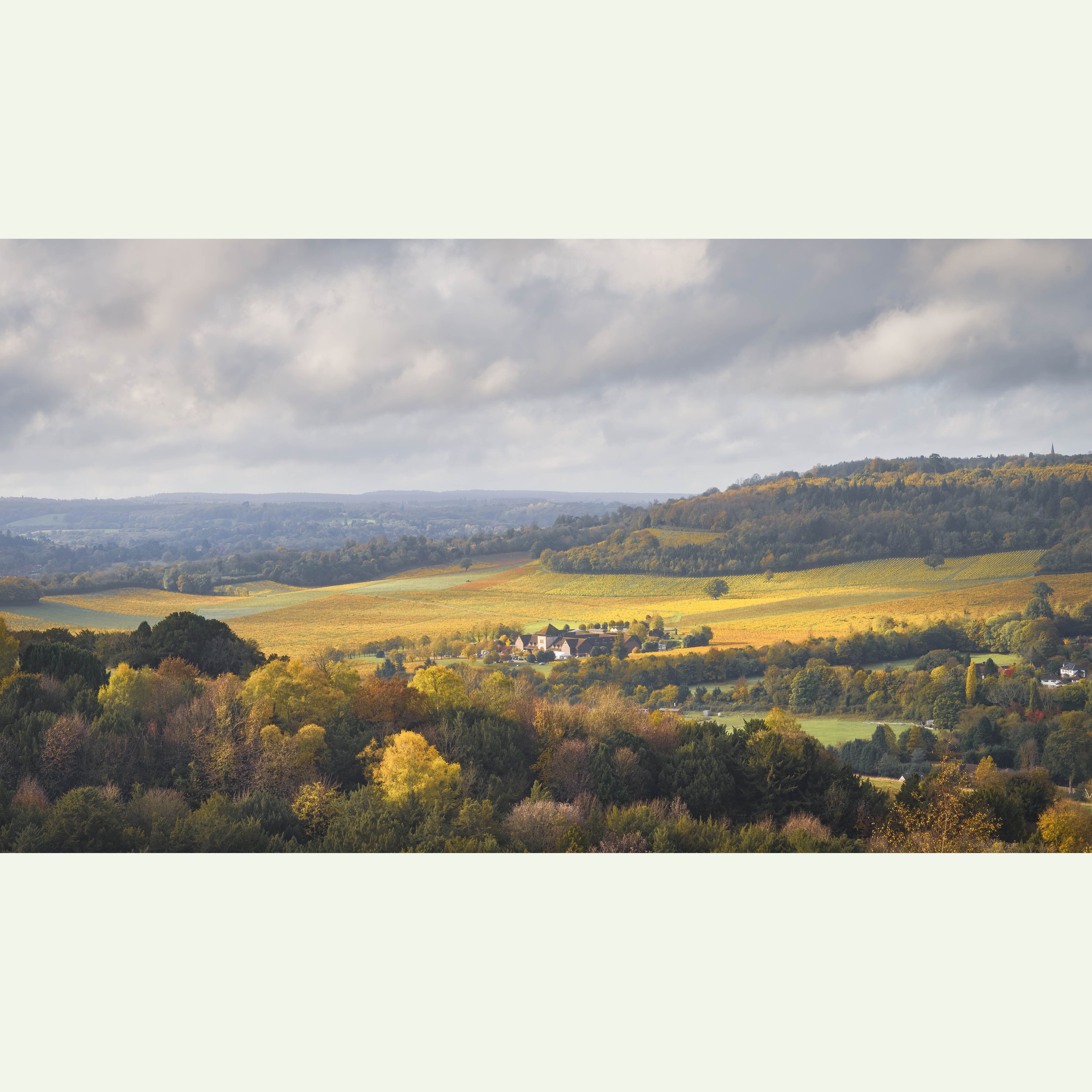 Denbies Hillside – Autumn Gold