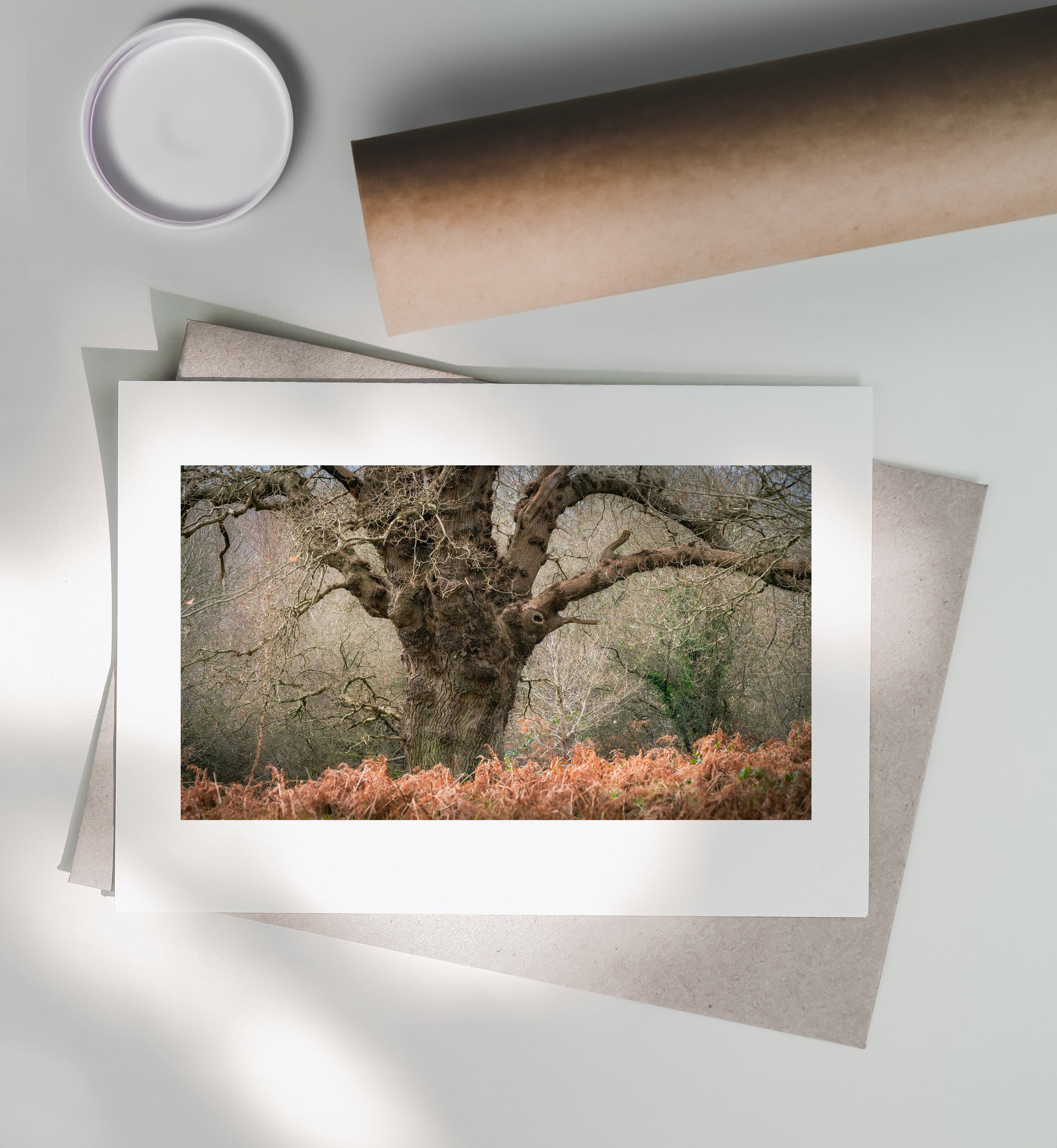 TheBirdTree_Print-Postal-Tube.jpg