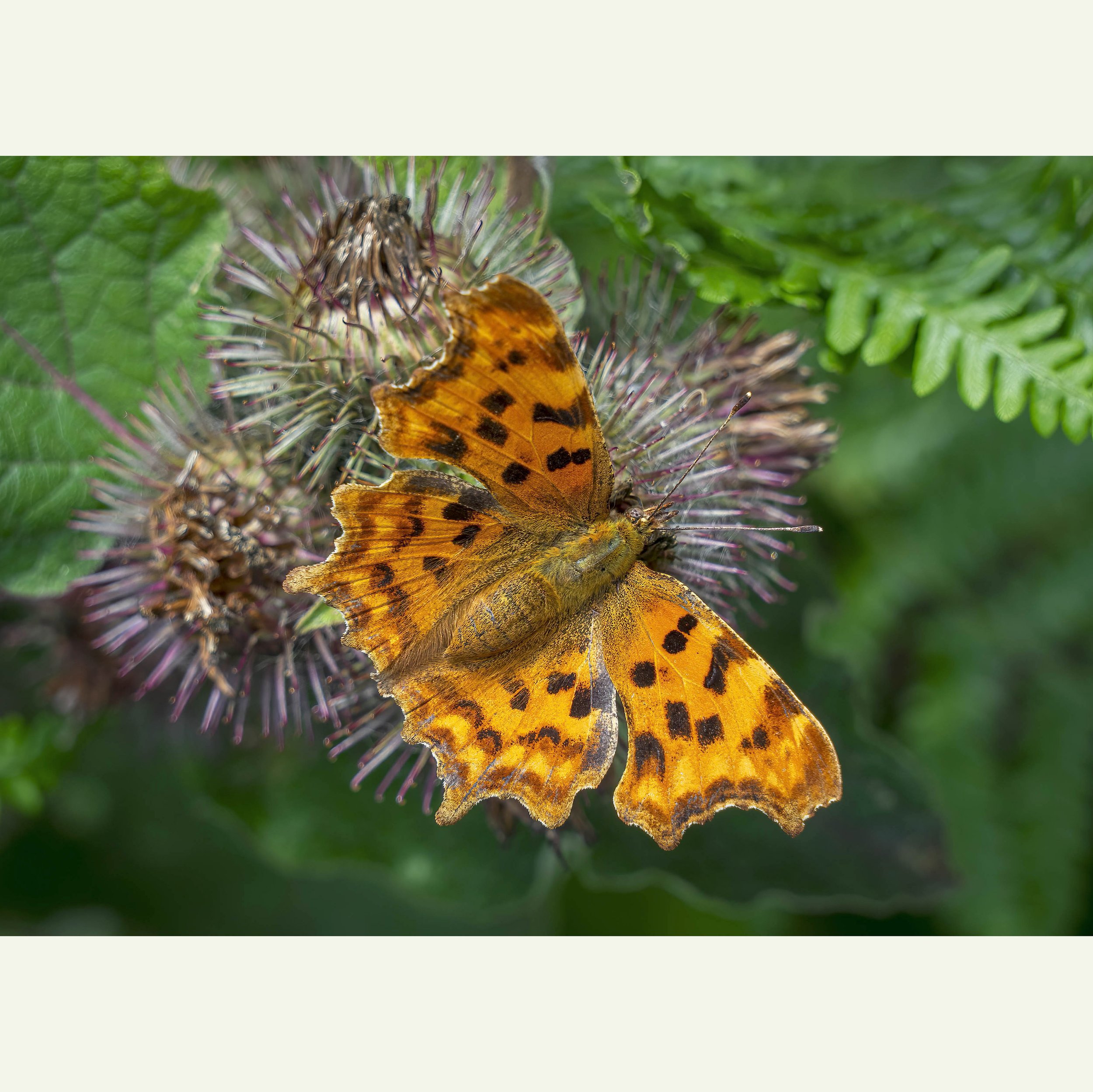 Comma Butterfly