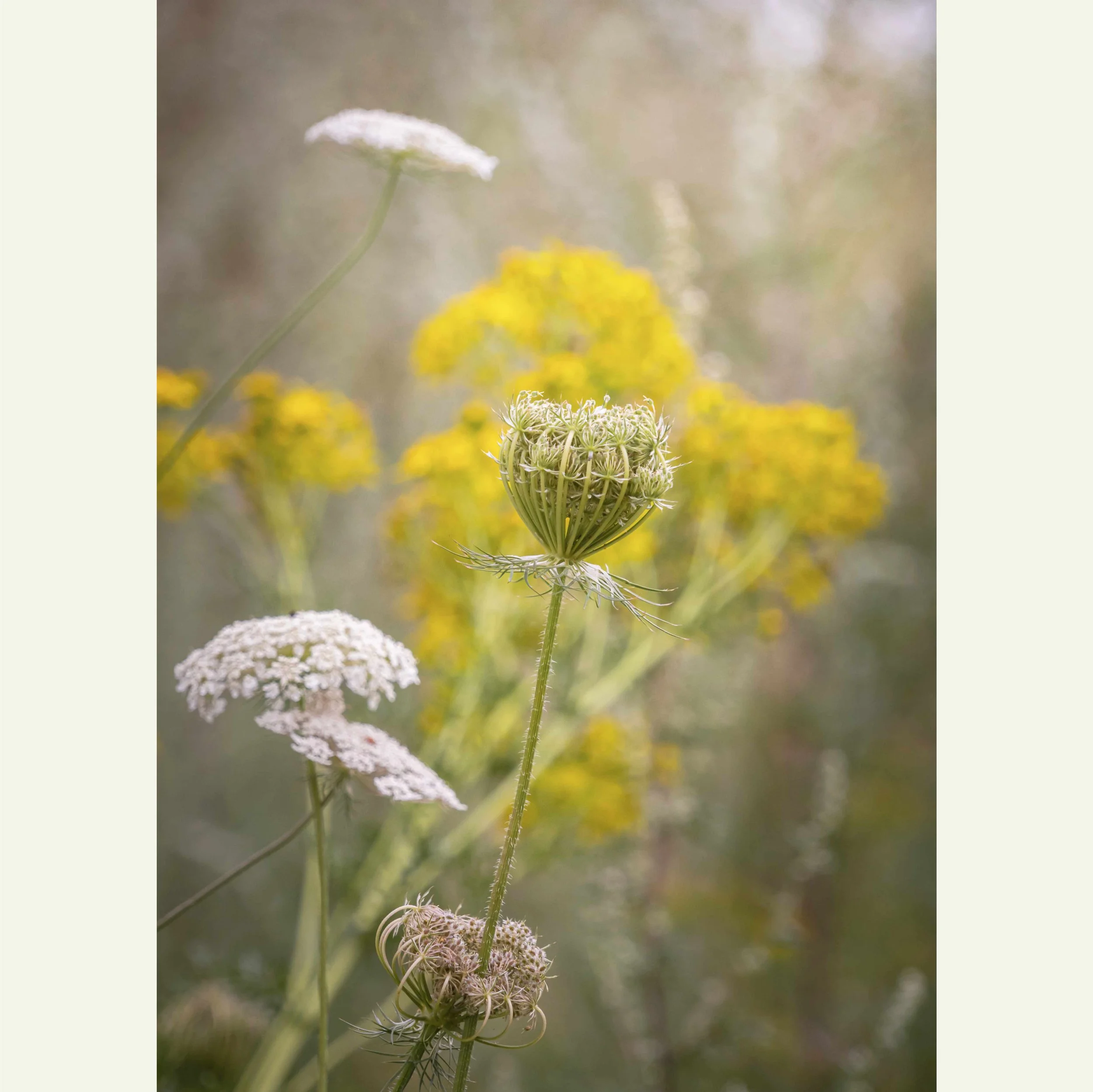 Queen-Annes-Lace_DSC8220.jpg