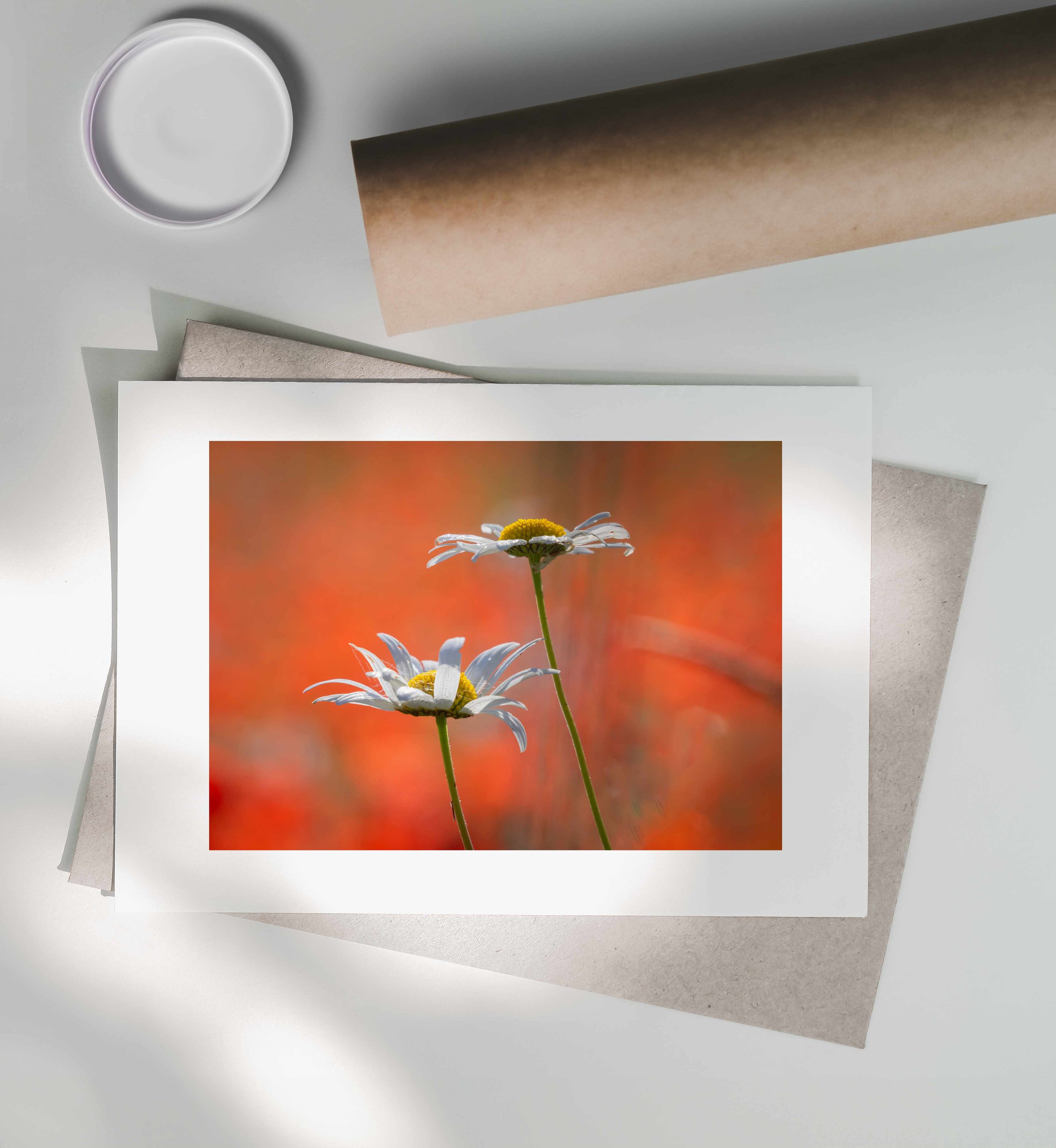 Oxeye-Daisies-Red-Postal-Tube.jpg