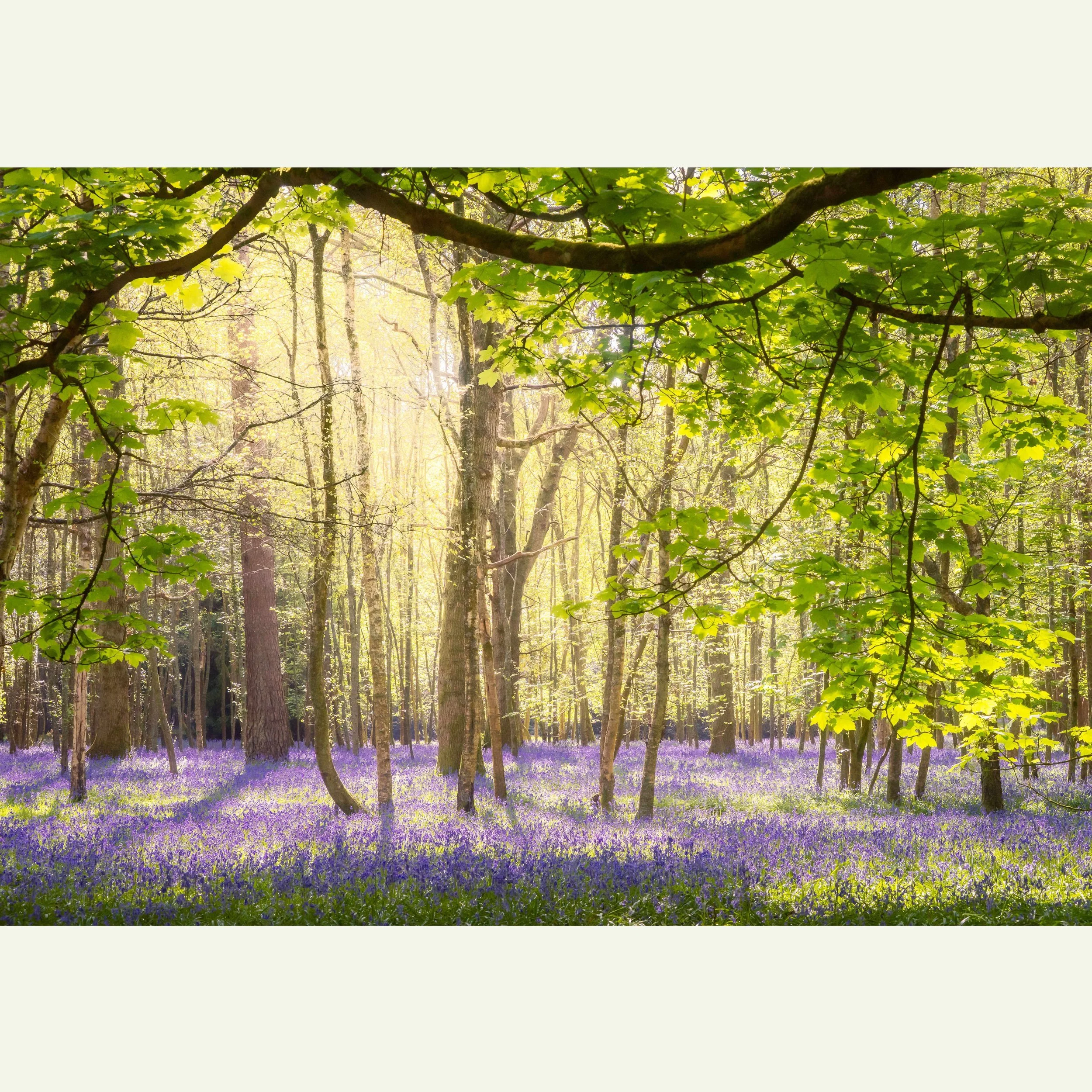 Bluebell Woodland_DSC5626.jpg