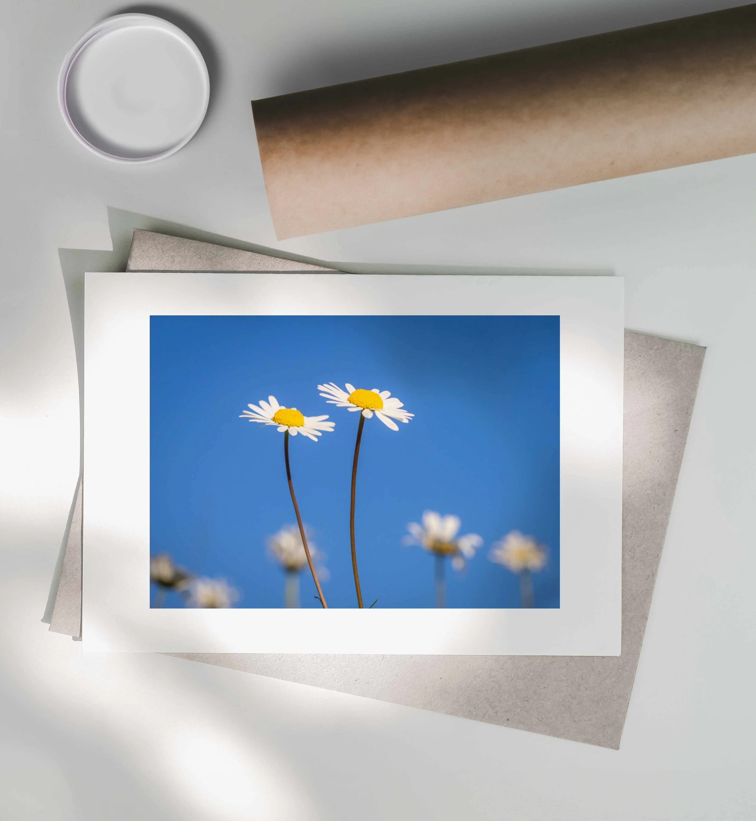 Oxeye-Daisies-On-Blue-Print-Postal-Tube.jpg