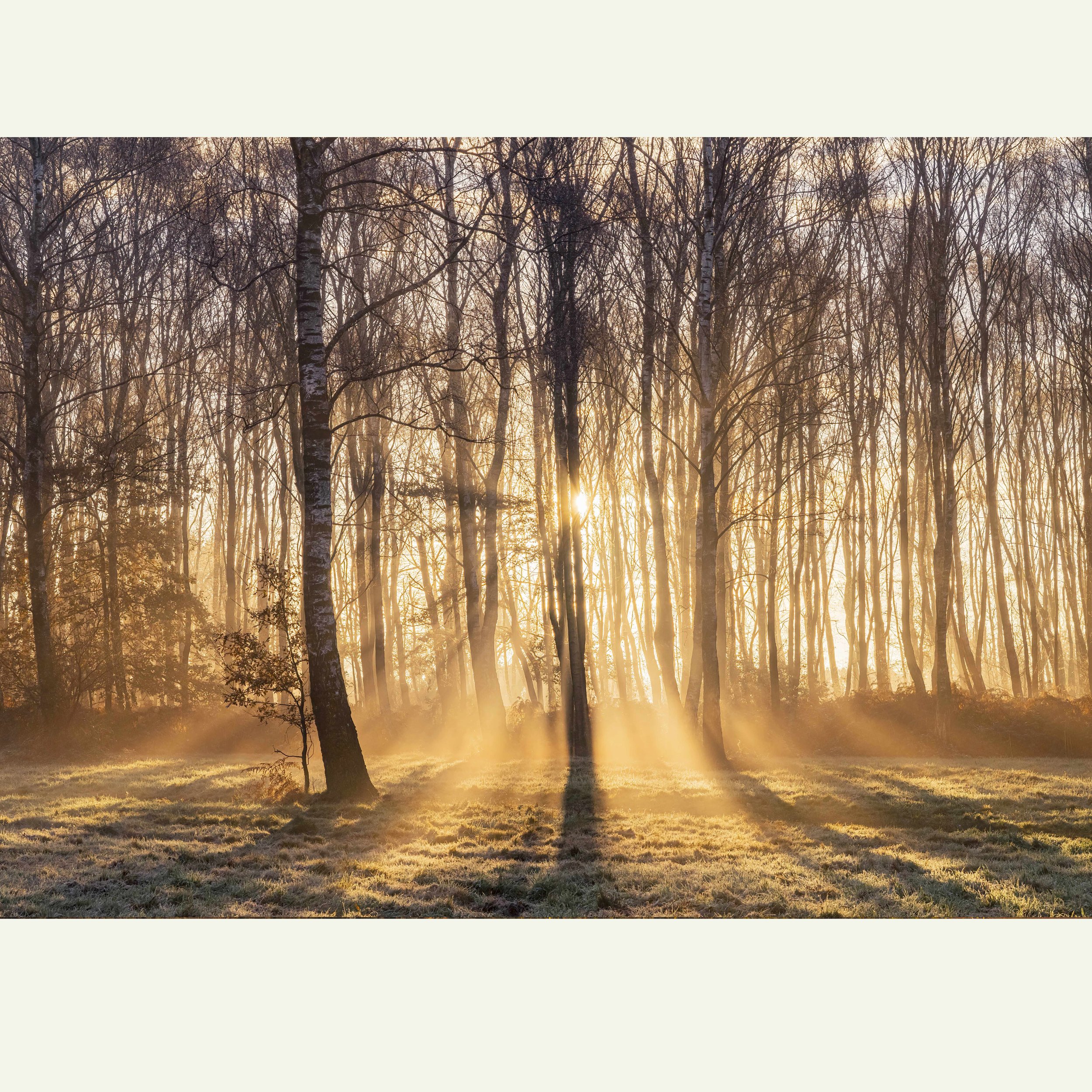 Sunrise-Through-The-Trees.jpg