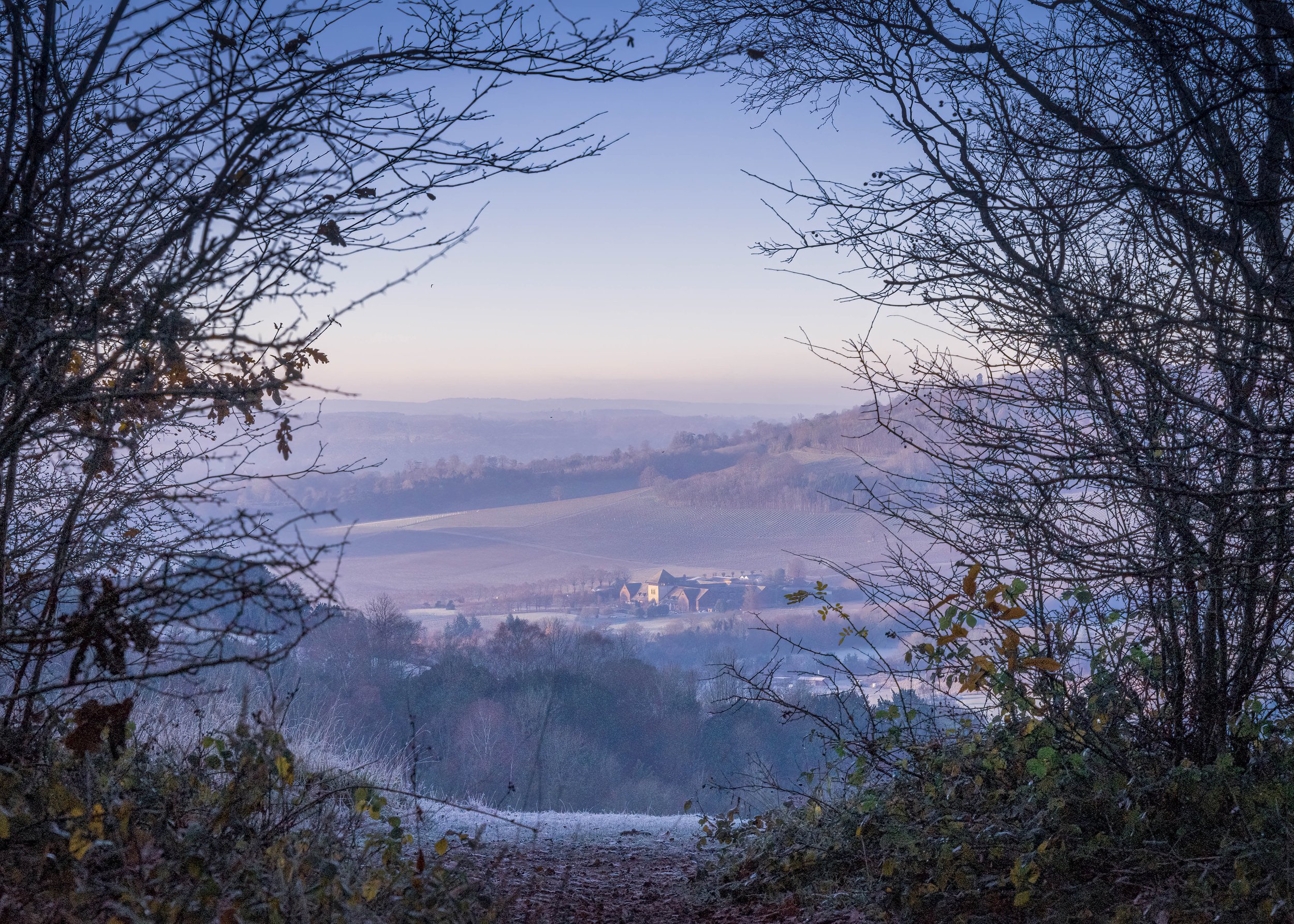 Cold frost morning looking towards vineyard