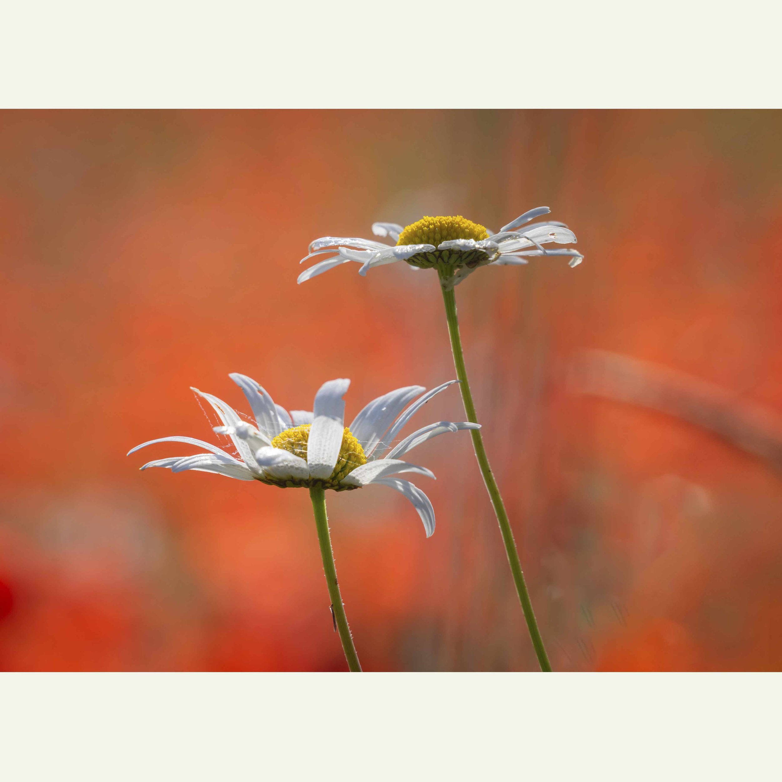 Oxeye-Daisies-On-Red.jpg