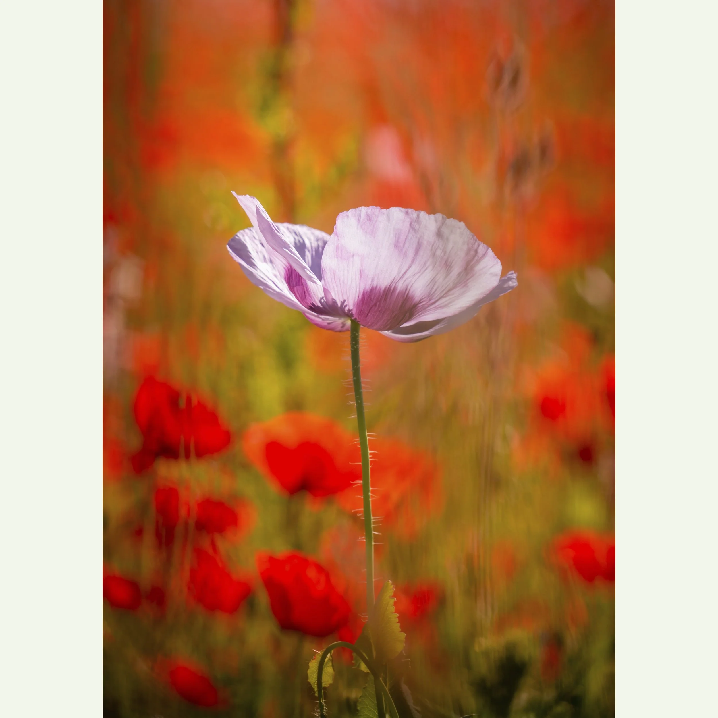PinkPoppy.jpg
