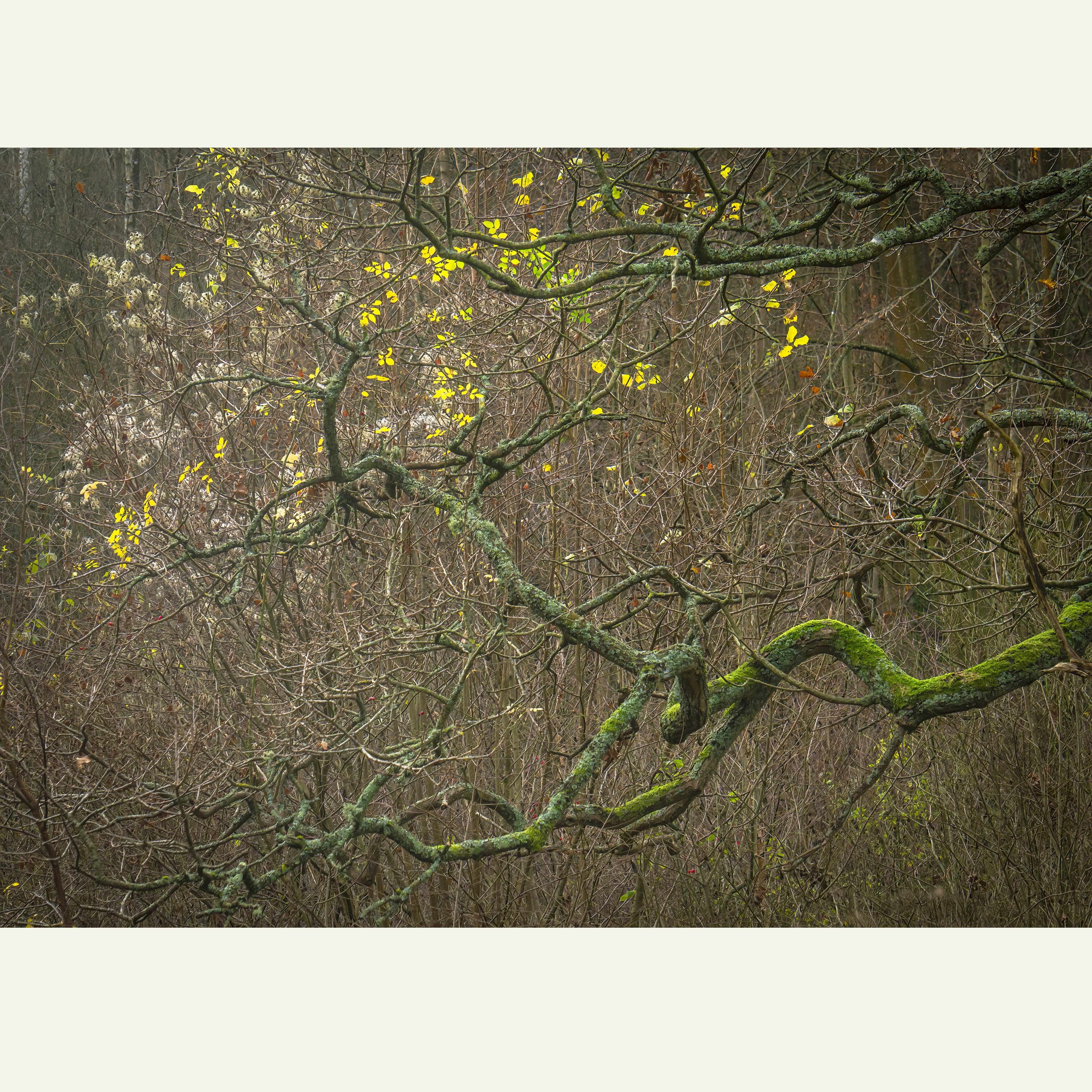 Autumns-last-Hold-DSC02934-Edit.jpg