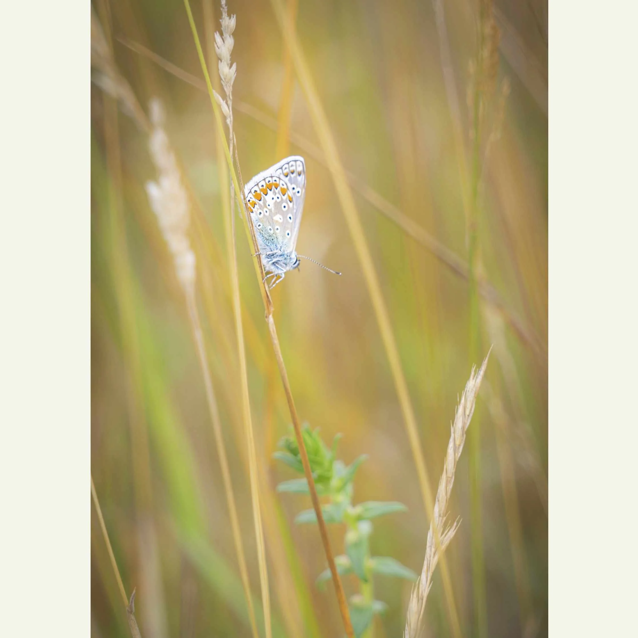Chalkhill Blue Butterfly_DSC3122.jpg