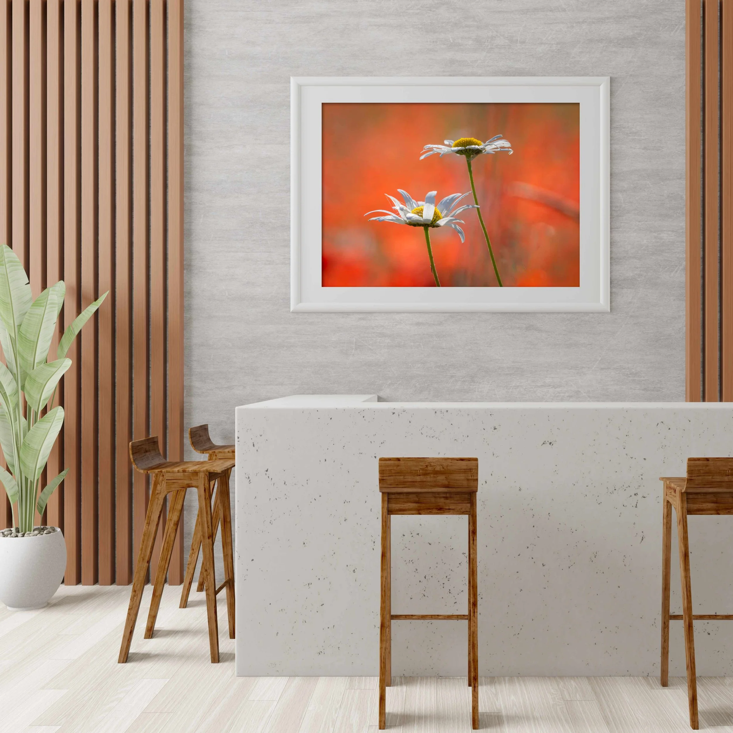 Oxeye-Daisies-On-Red-Framed.jpg