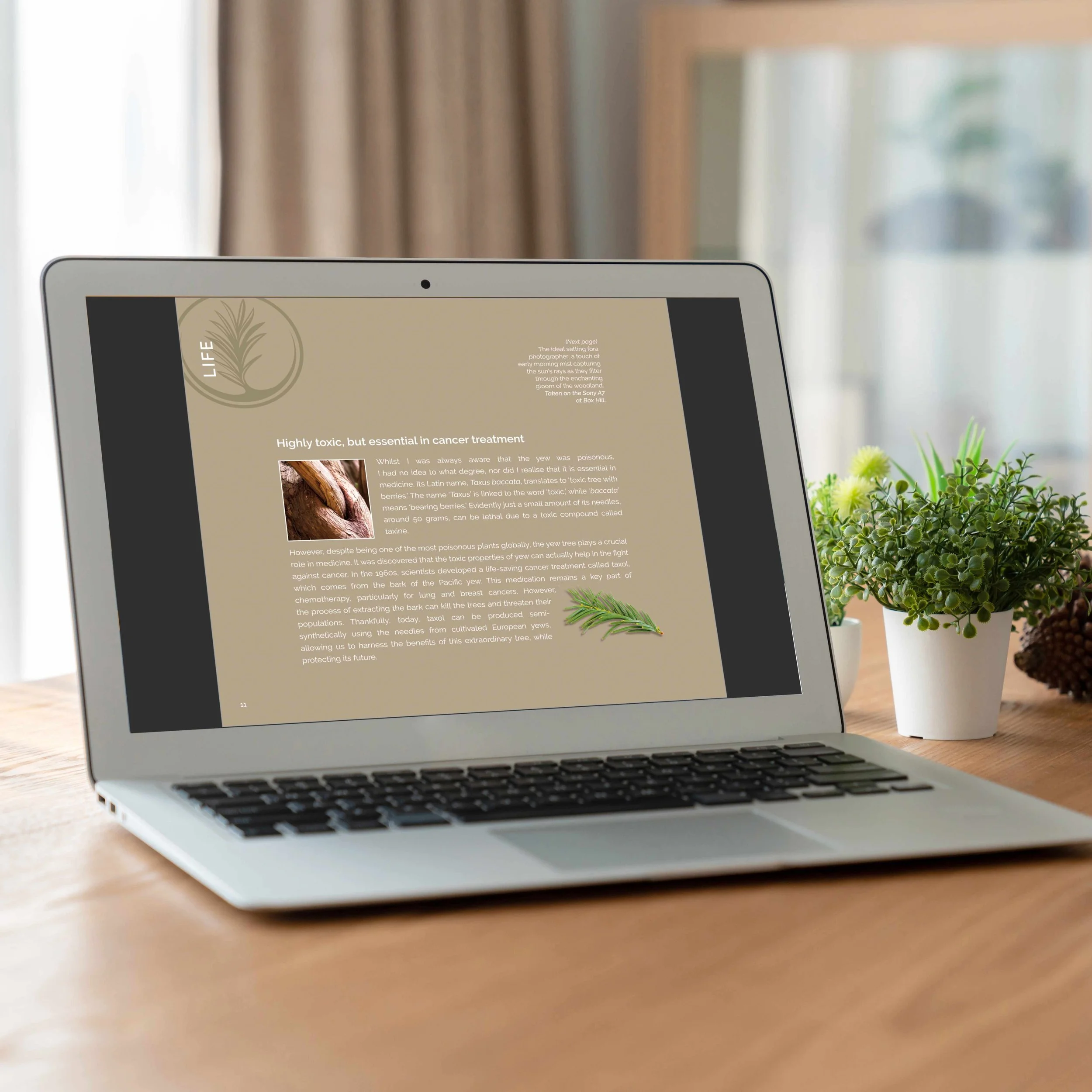 Discovering-Yew-Laptop.jpg