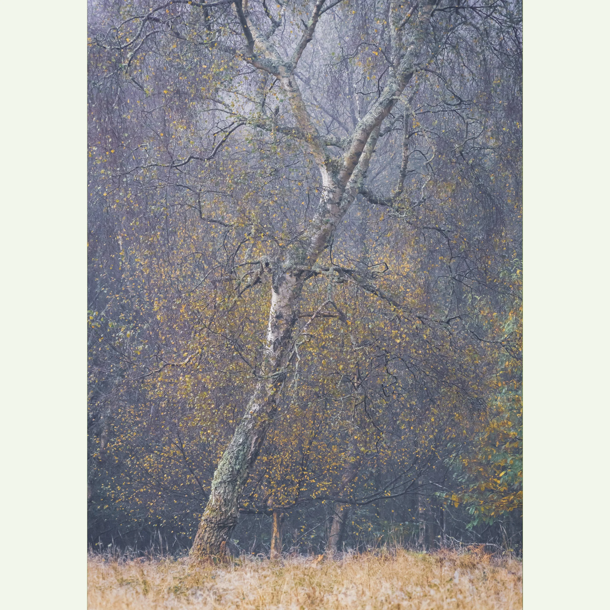 Last-Of_Autumn-Colour_DSC_2277.jpg