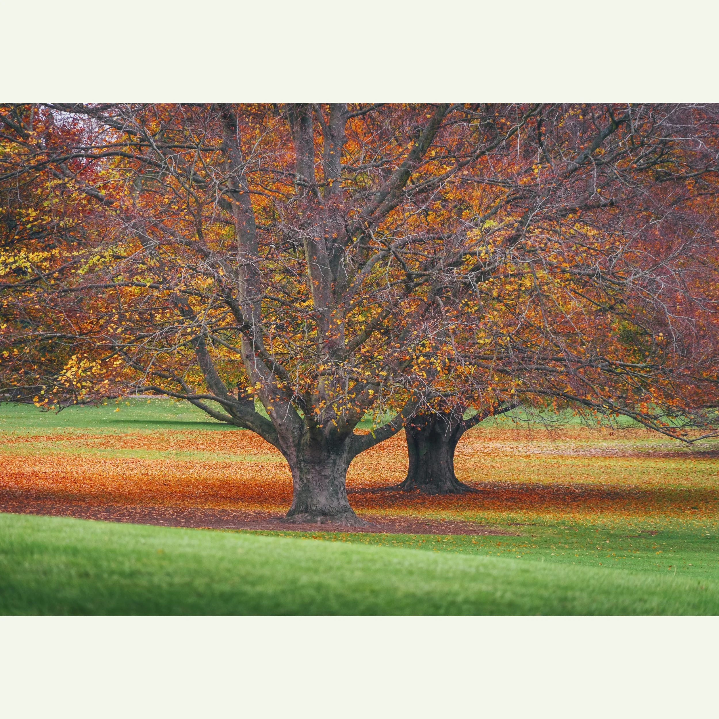 Autumn In The Park