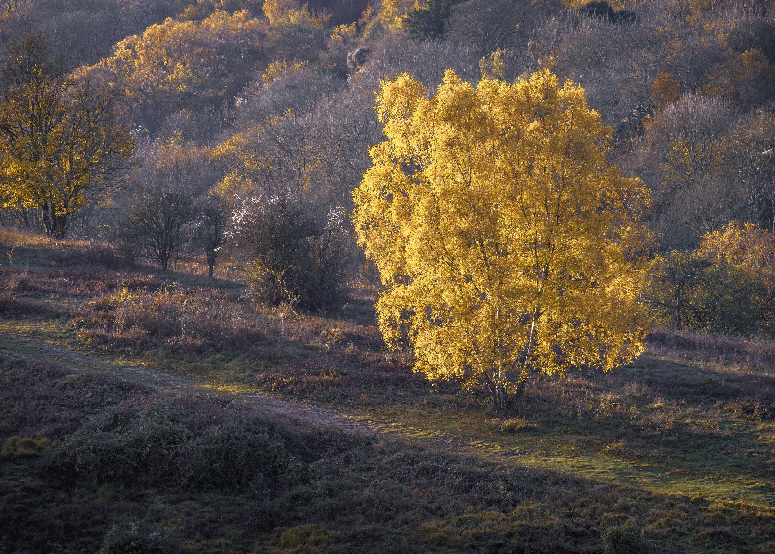 Tree in full autumn colour on hill