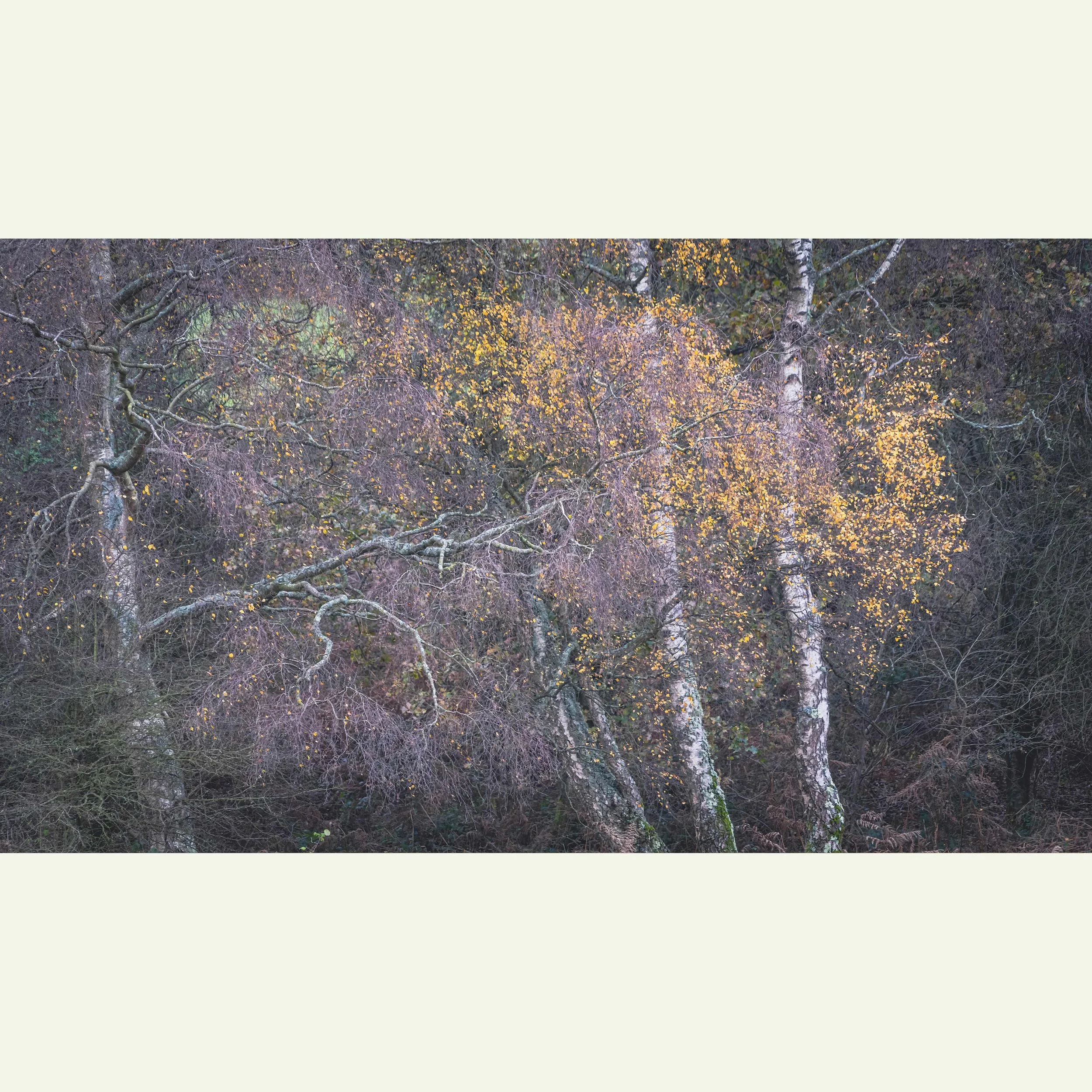Autumn-Abstraction-_DSC9310-Edit.jpg