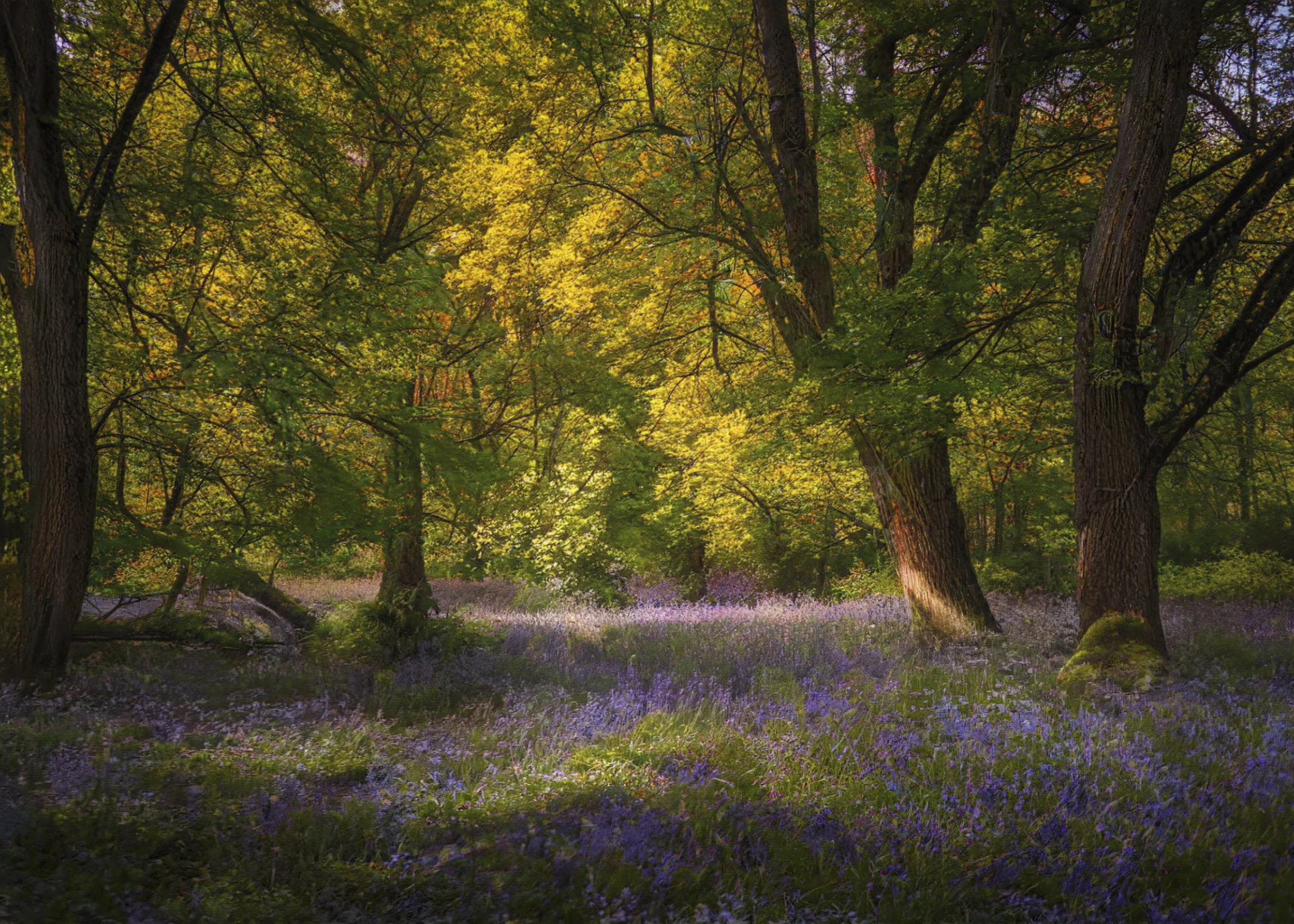 Bluebells