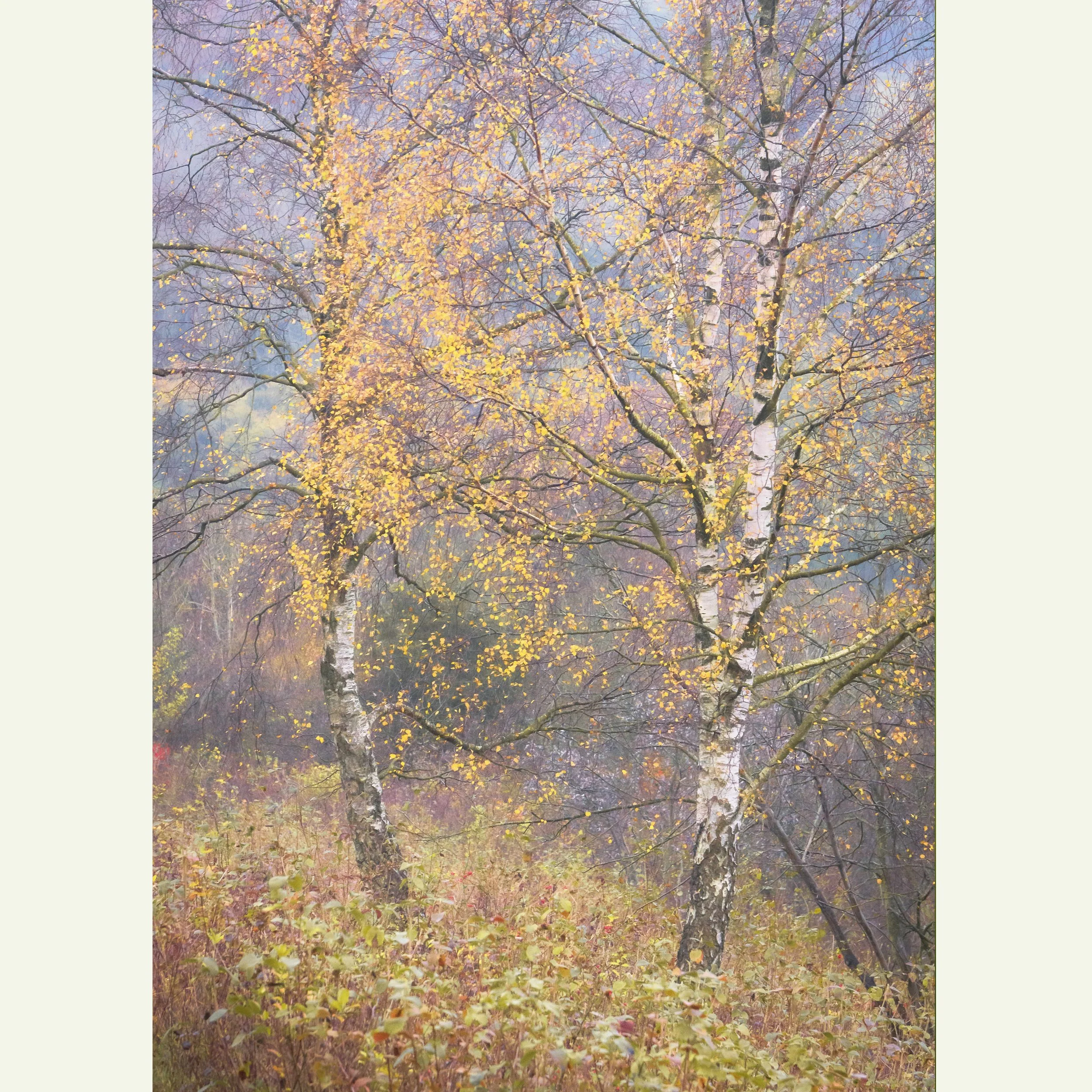 Autumn-Impressions-DSC02841.jpg