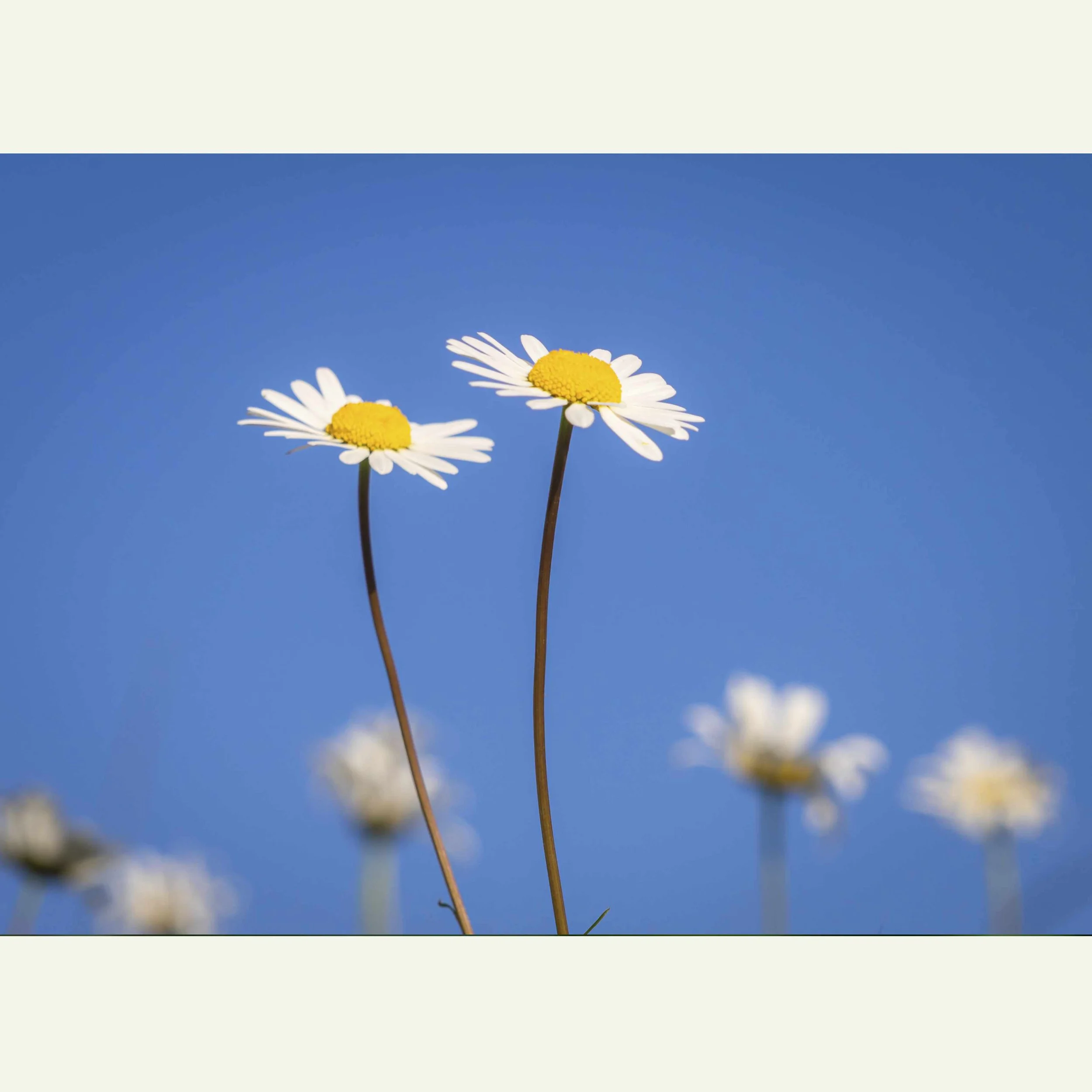 Oxeye-Daisies-On-Blue.jpg