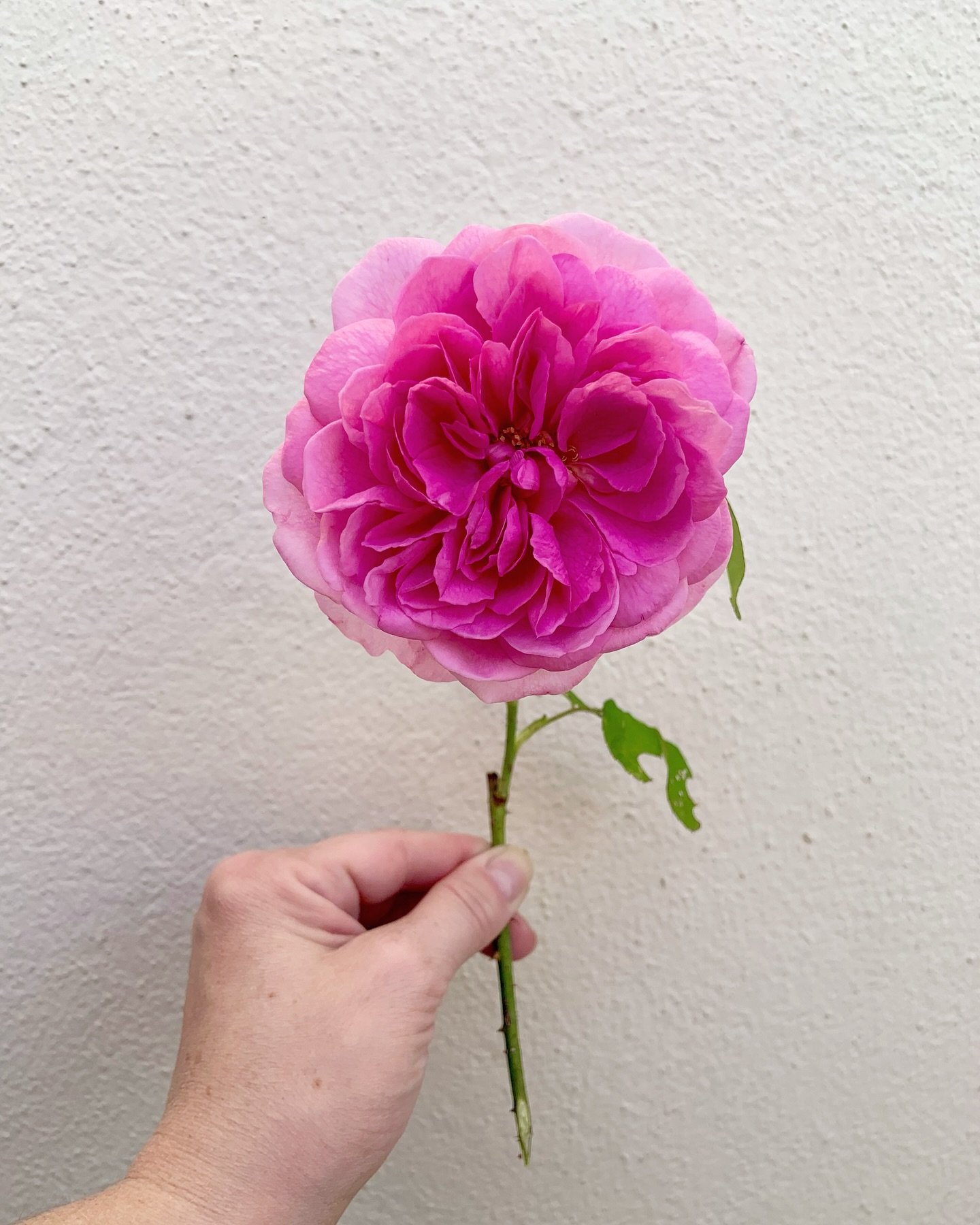 Les roses du jardin 🌸😍🩷
.
.
.
#rose #gardenroses #fleuristemariage #minuitsauvage #artisanfleuriste #fleuristelyon #fleuristeannecy #fleuristechambery #lesfleurs #floral #floristlife #floraldesign
