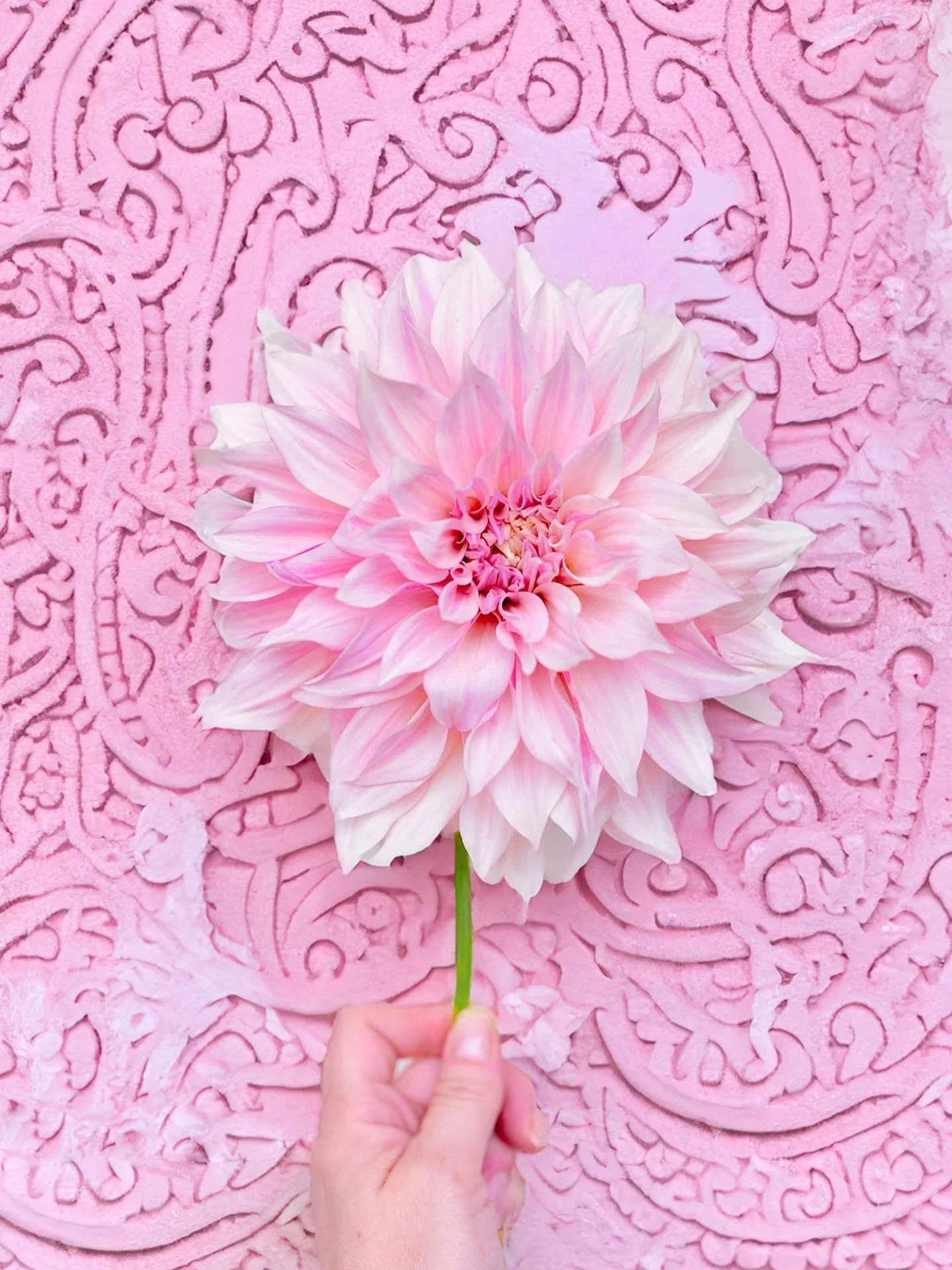La beaut&eacute; du Caf&eacute; au lait ☕️ 🌸🥛
Y a 4 ans, j&rsquo;ai plant&eacute; 10 dahlias diff&eacute;rentes (bien que tjs ds les roses violets) chez ma grand m&egrave;re et c&rsquo;est toujours aussi &eacute;tonnant d&rsquo;une ann&eacute;e &ag