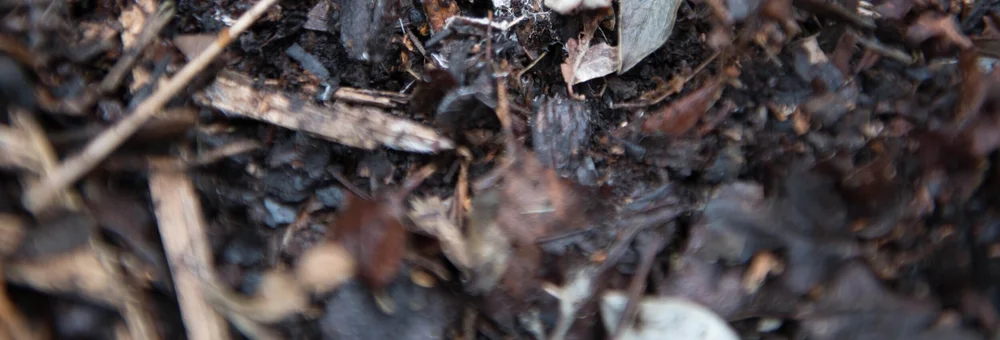 Soil Planting Medium for Vivarium Terrarium