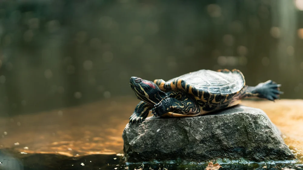 Turtle in Paludarium Vivarium