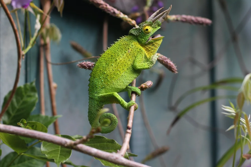 Chameleon in Vivarium Terrarium