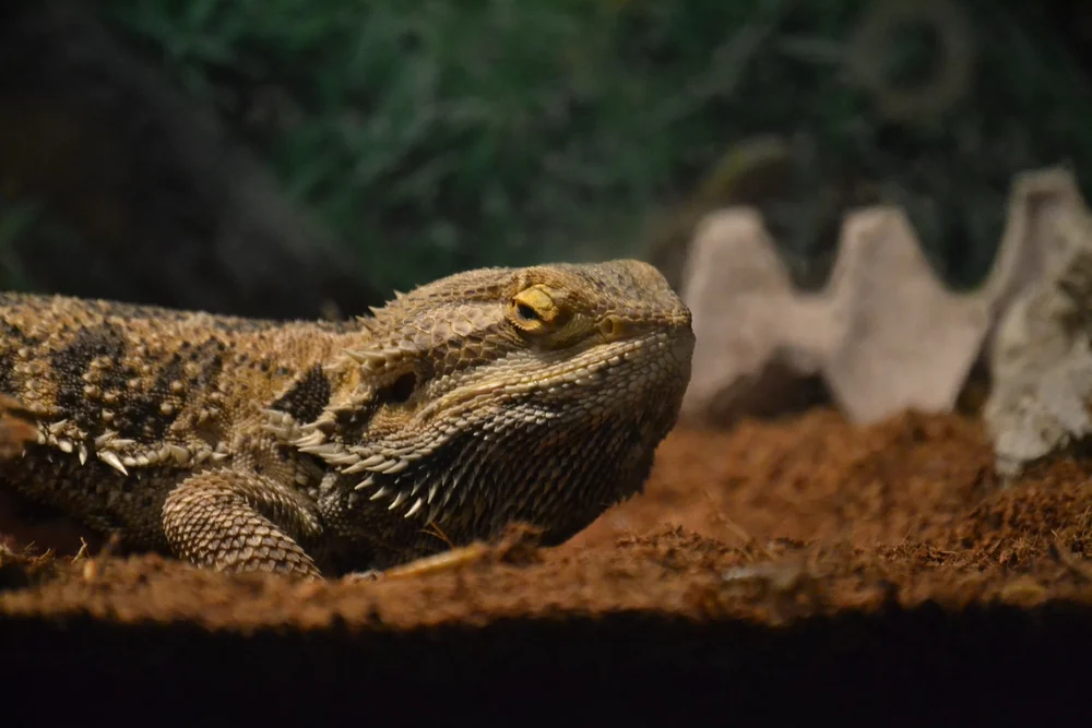 Lizard in Terrarium Vivarium