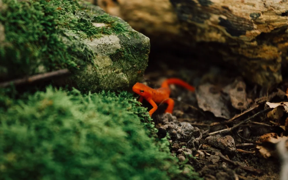 Dart Frog in Vivarium Terrarium