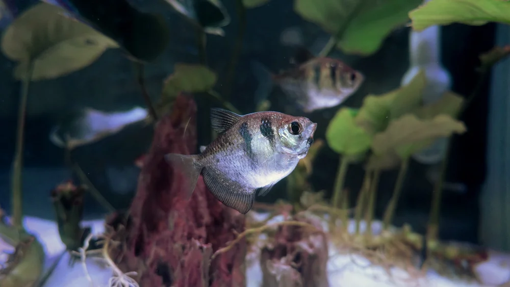 Fish in Vivarium Aquarium